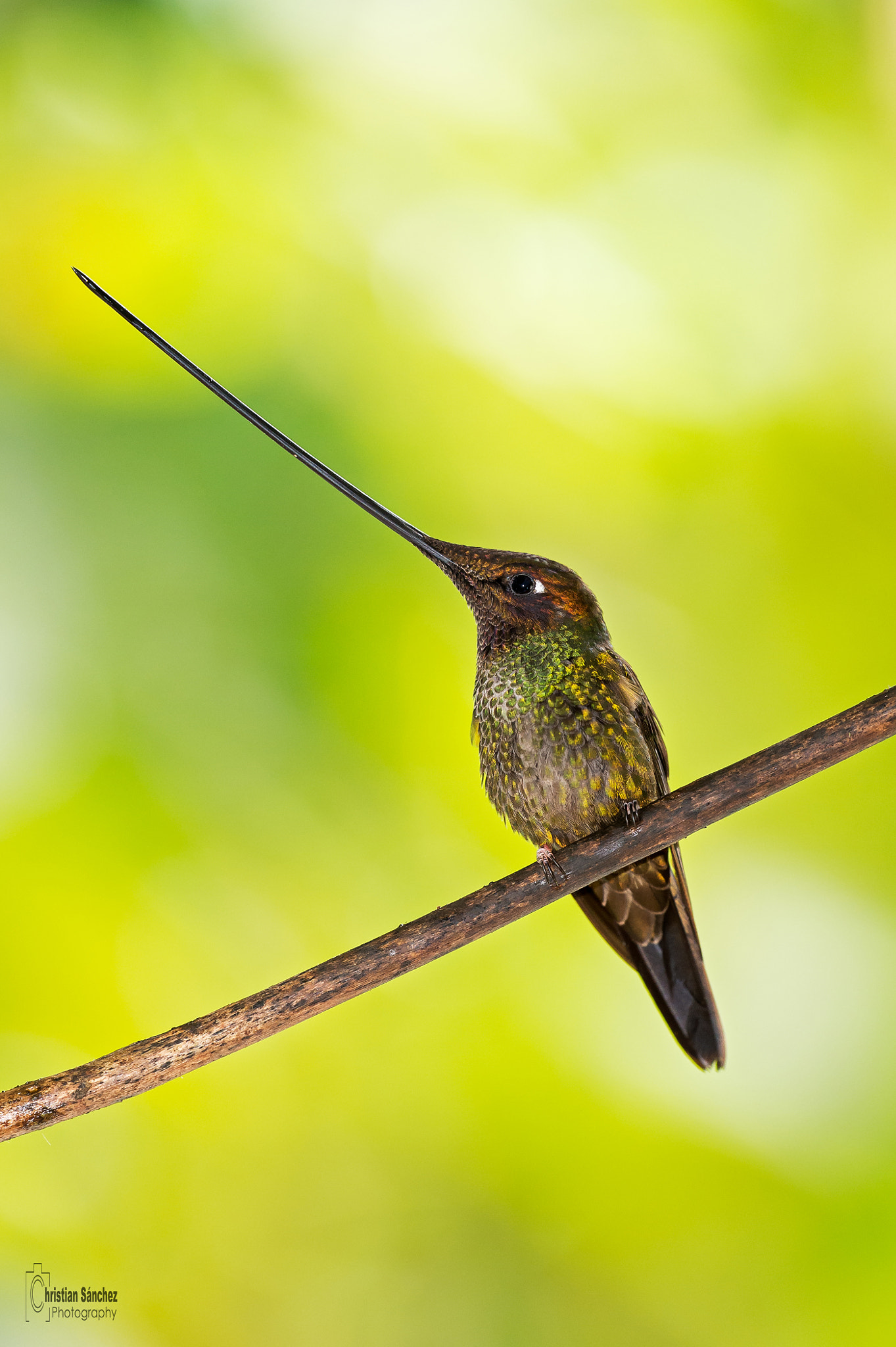 Nikon D4 + Nikon AF-S Nikkor 600mm F4G ED VR sample photo. Sword-billed hummingbird photography