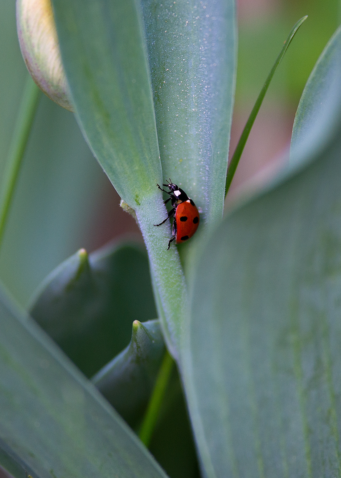 Nikon D600 + Nikon AF-S Nikkor 300mm F4D ED-IF sample photo. Tucked away photography