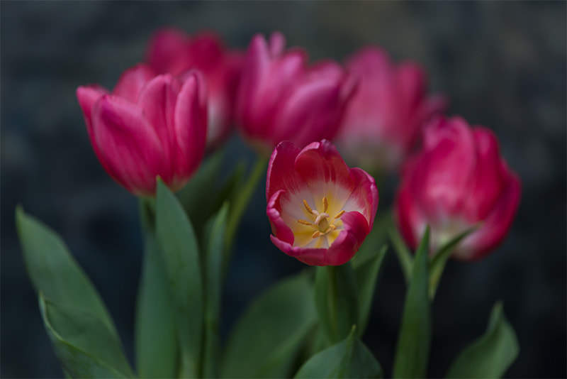 Nikon Nikkor AF-S 300mm F4E PF ED VR sample photo. Redtulips photography