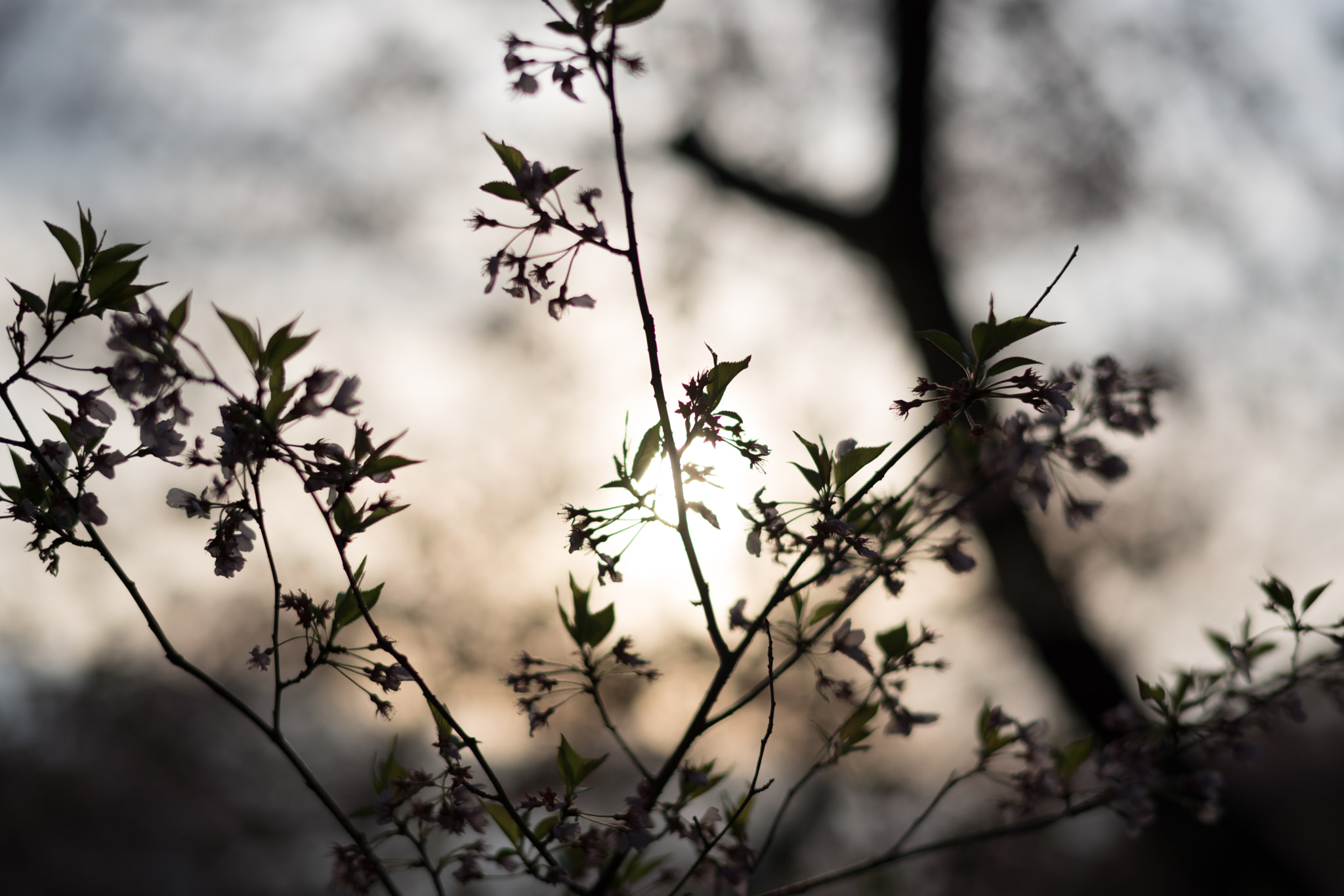 Nikon D750 + Nikon AF-S Nikkor 58mm F1.4G sample photo. Dsc_2893-1.jpg photography