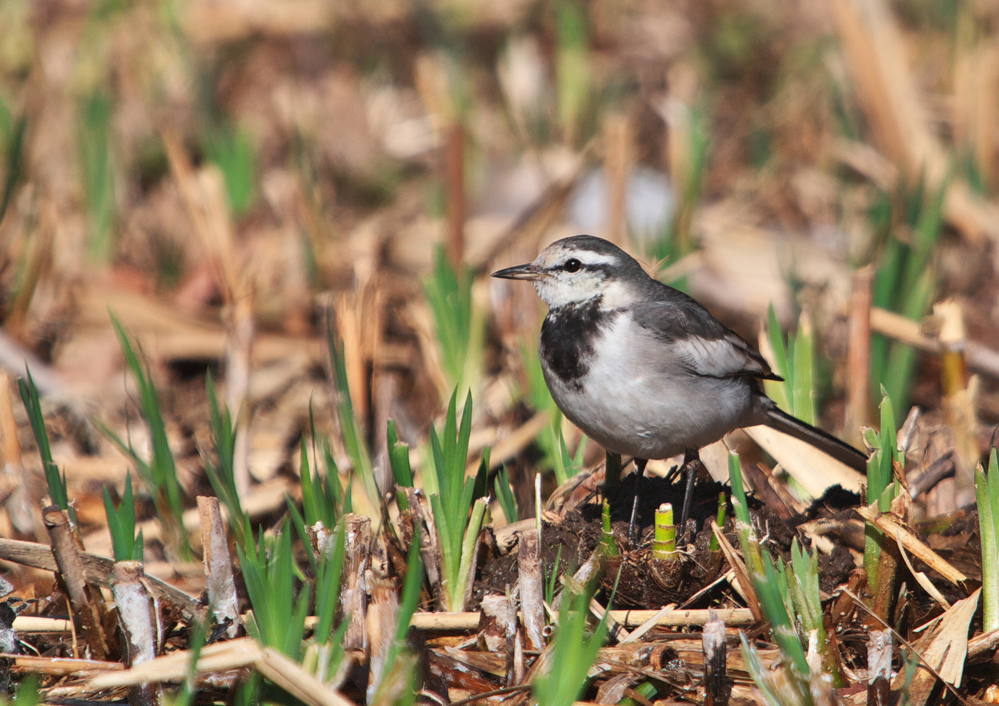 Canon EF 70-200mm F2.8L IS USM sample photo. Migratory bird photography