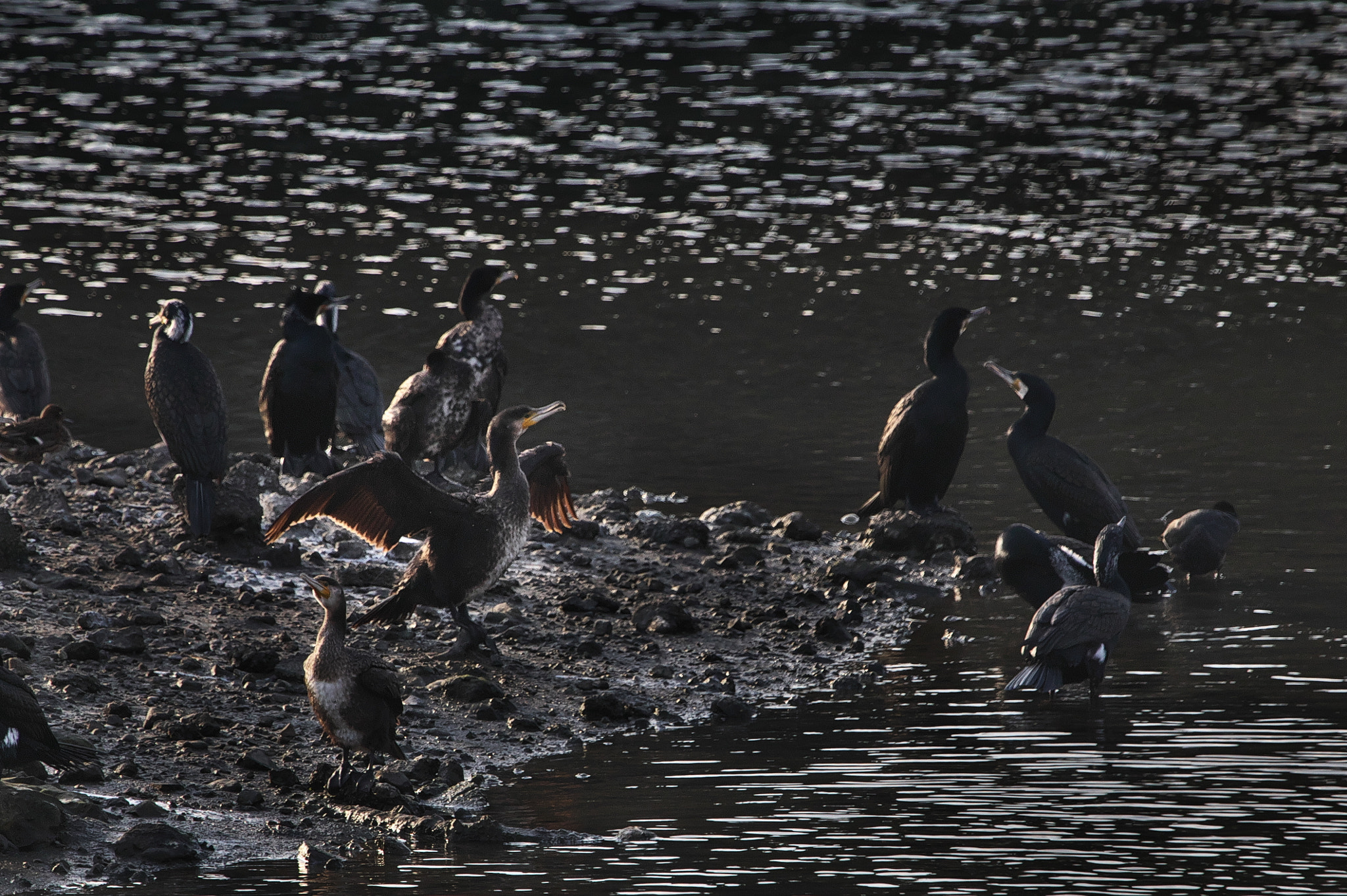 Canon EF 70-200mm F2.8L IS USM sample photo. Break time photography