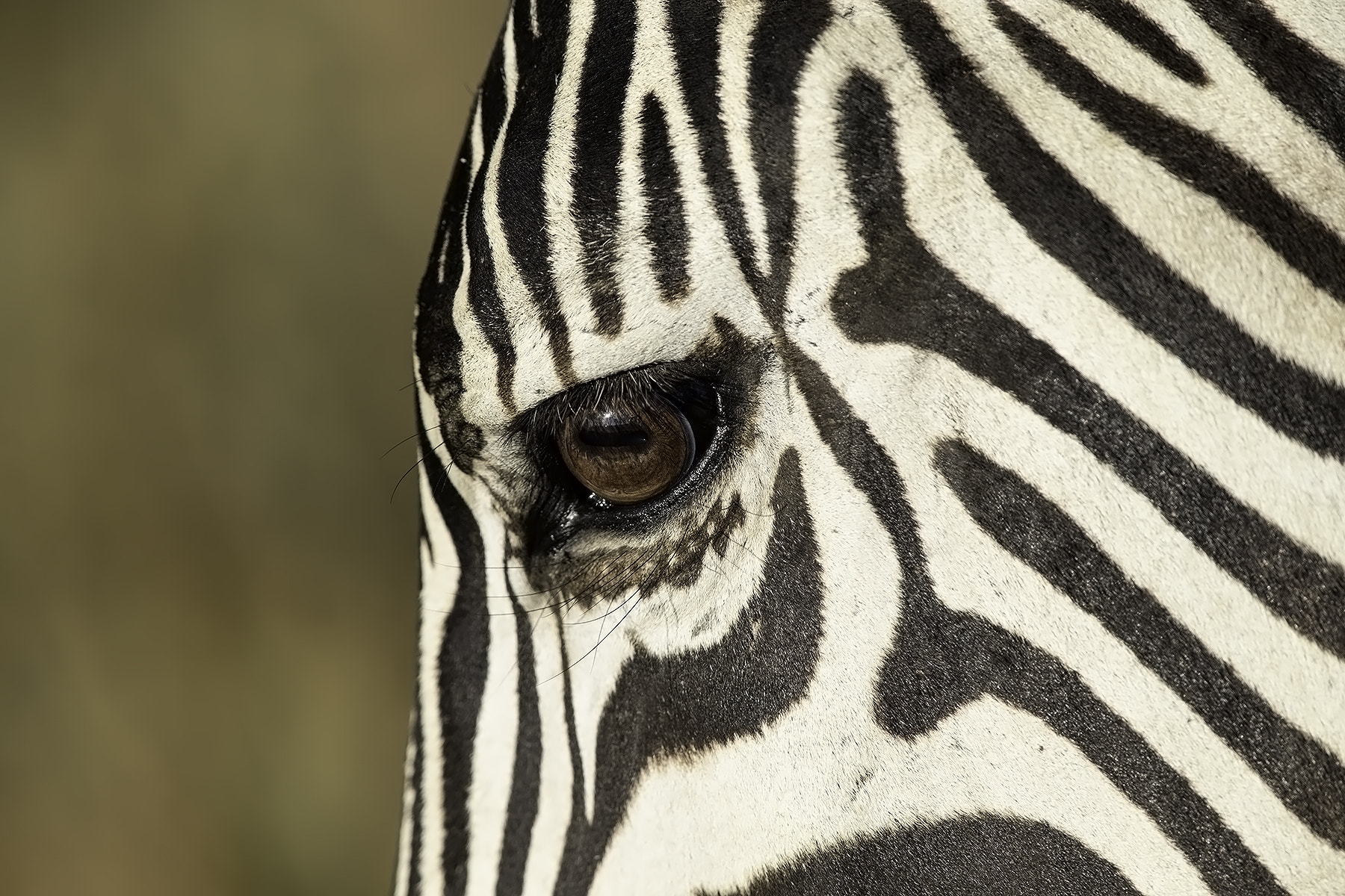 Canon EF 600mm F4L IS II USM sample photo. Zebra eye photography