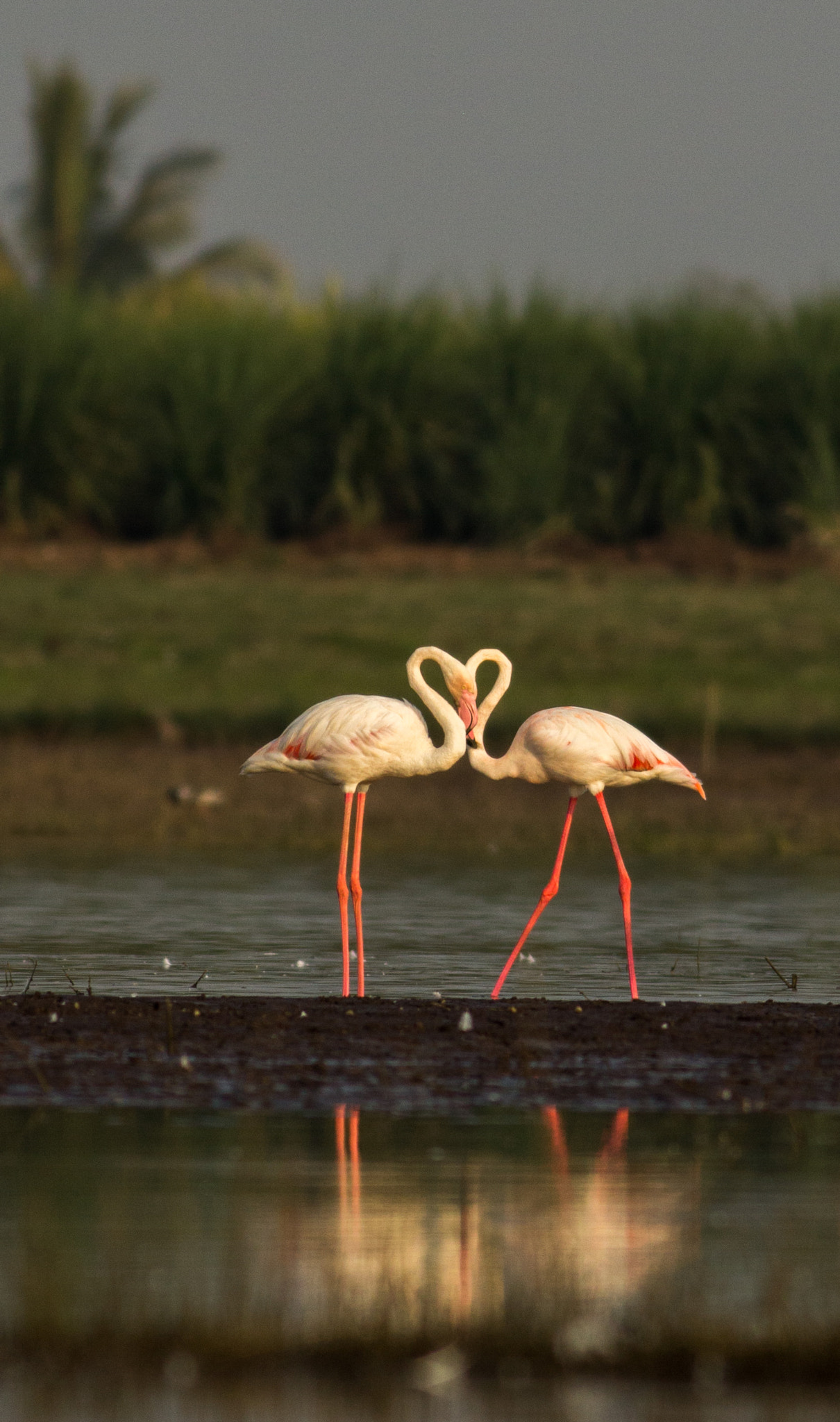 Canon EOS 60D + Canon EF 400mm F5.6L USM sample photo. Will u be my valentine  photography