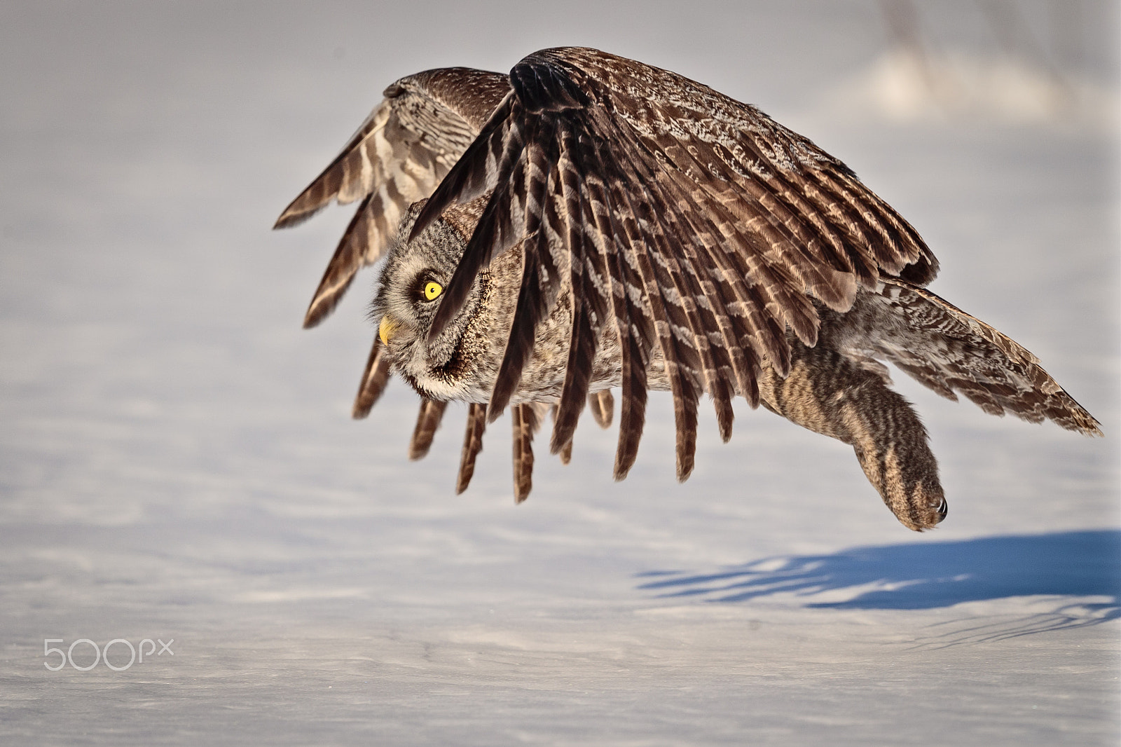 Canon EF 500mm F4L IS II USM sample photo. Flight of the great gey photography