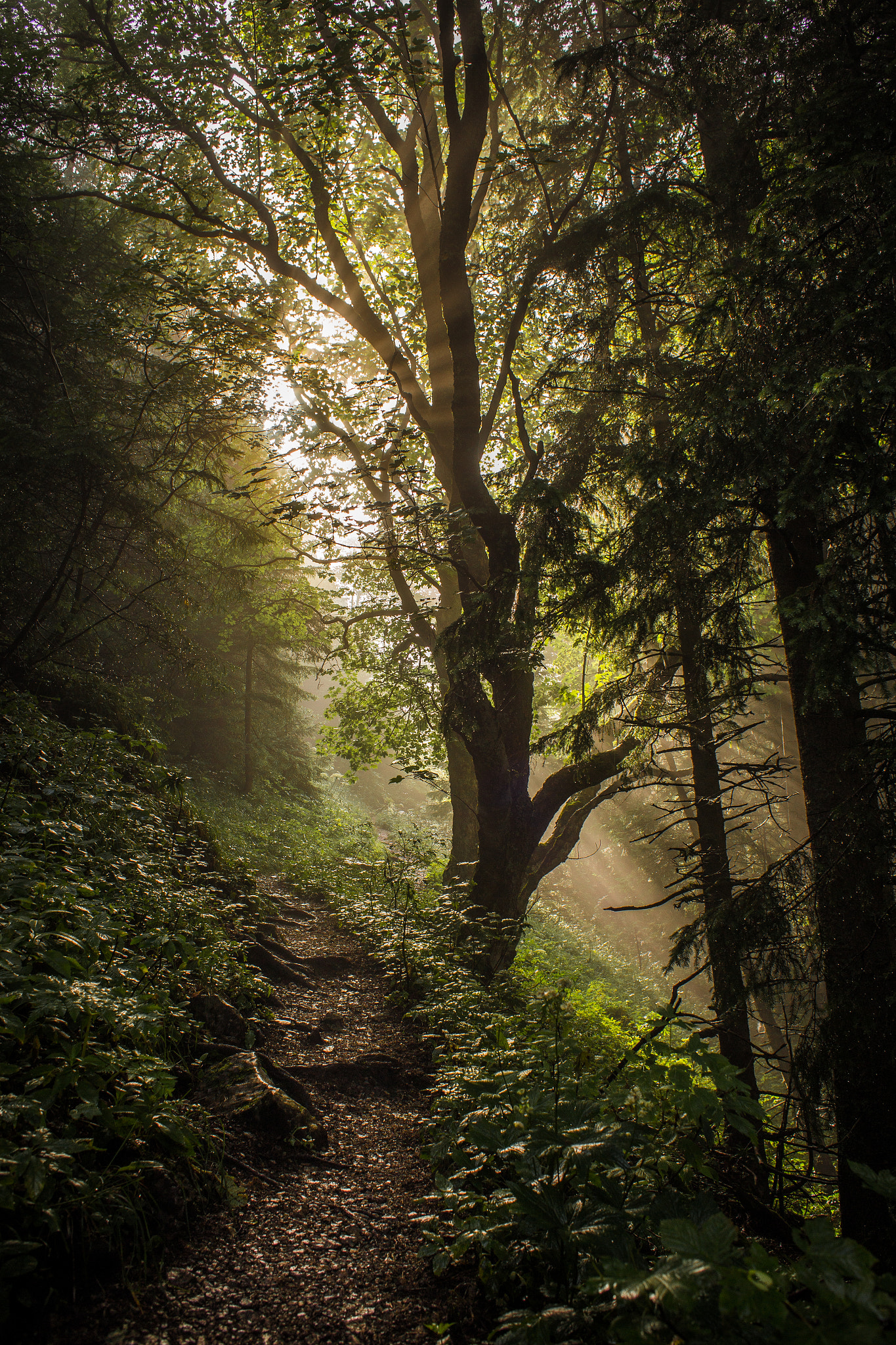 Canon EOS 6D + Canon EF 28mm F1.8 USM sample photo. Misty morning photography