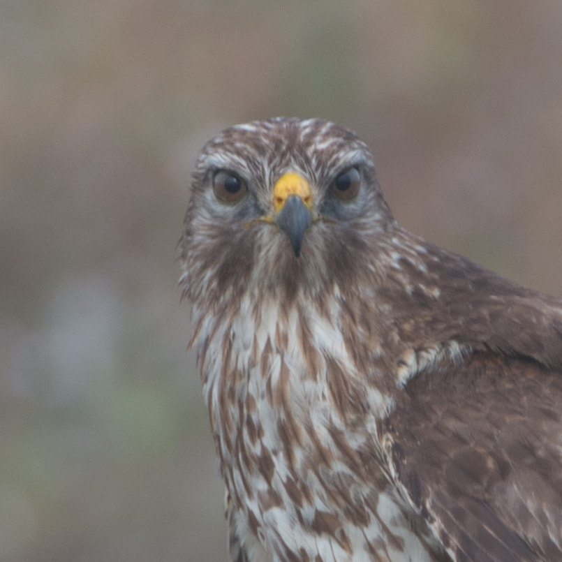 Nikon D4S sample photo. Red-shouldered hawk portrait photography