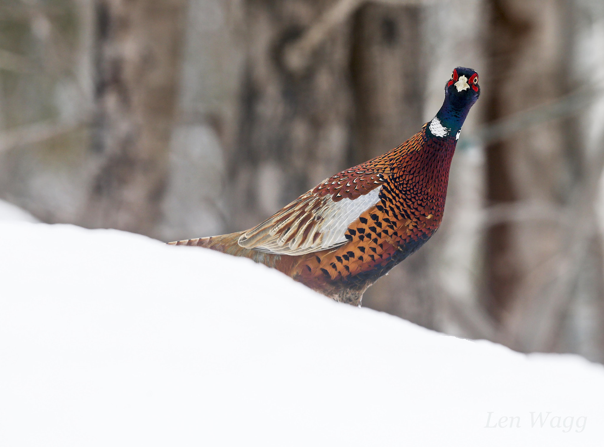 Canon EF 300mm F2.8L IS USM sample photo. What? photography