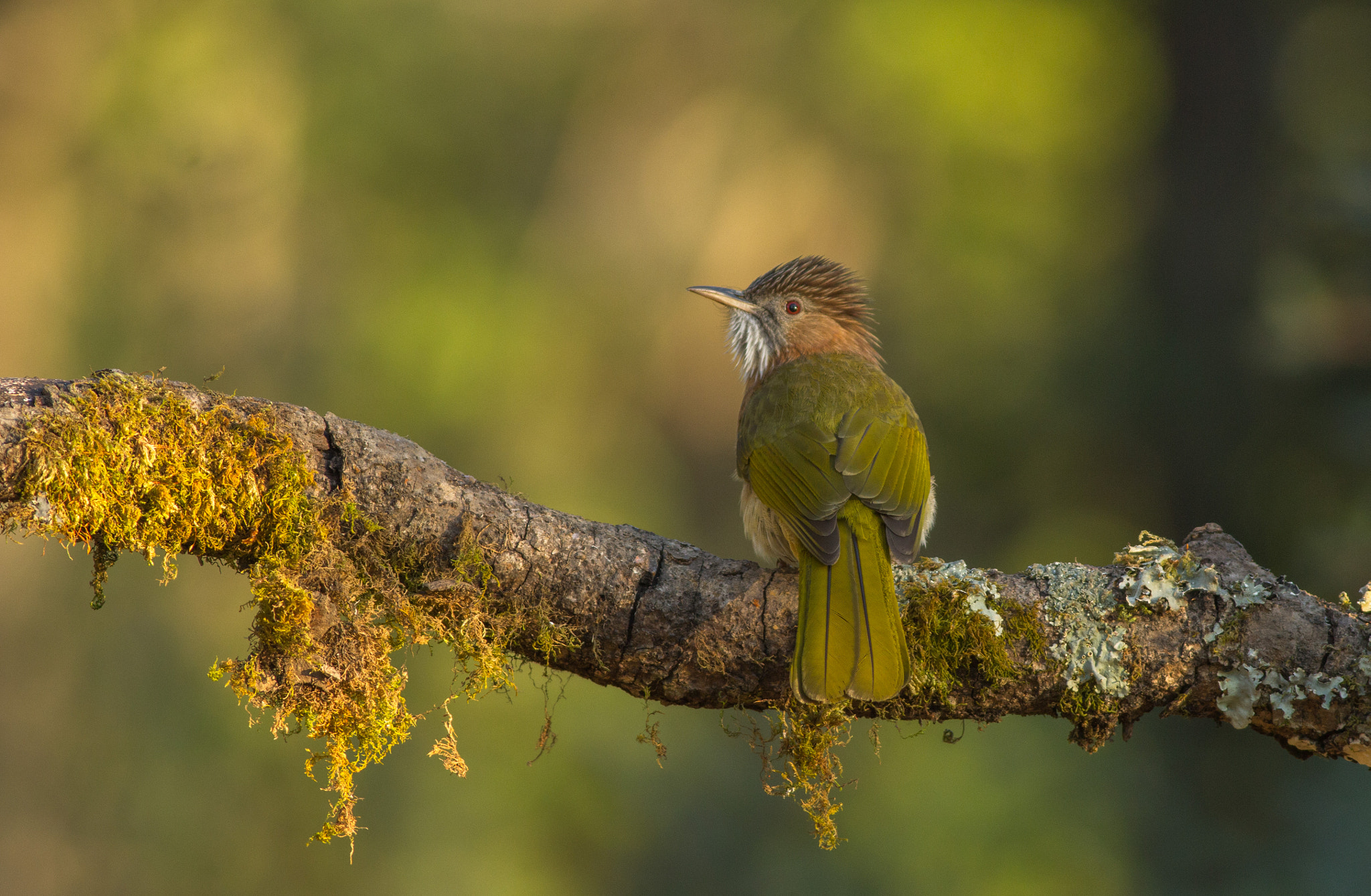 Canon EOS 60D + Canon EF 400mm F5.6L USM sample photo. Mountain bulbul  photography