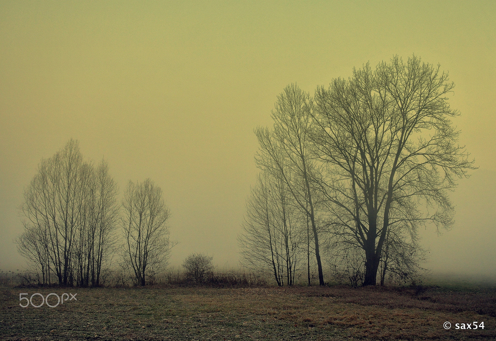 Nikon D500 sample photo. Parco adda..prigionieri nella nebbia photography
