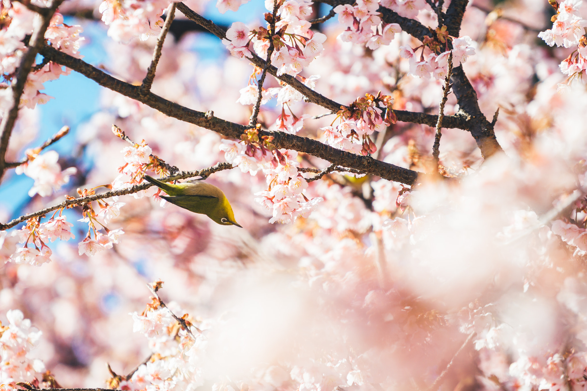 Sony a6000 + Sony FE 70-200mm F4 G OSS sample photo. Spring gravity photography