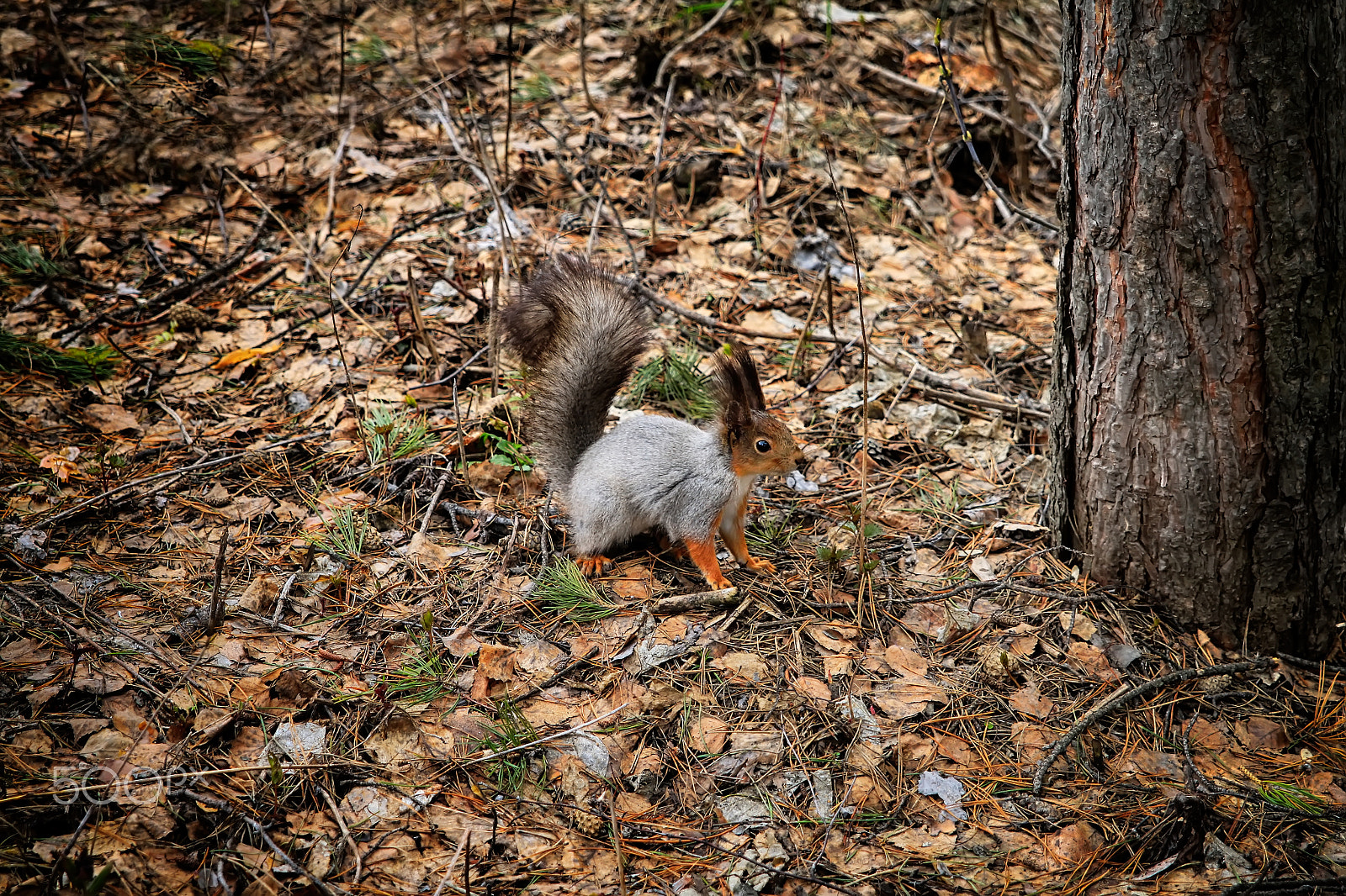 Canon EOS 500D (EOS Rebel T1i / EOS Kiss X3) + Sigma 24-70mm F2.8 EX DG Macro sample photo. Squirrel on the fallen leaves photography