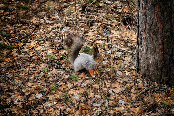 squirrel on the fallen leaves by Nick Patrin on 500px.com