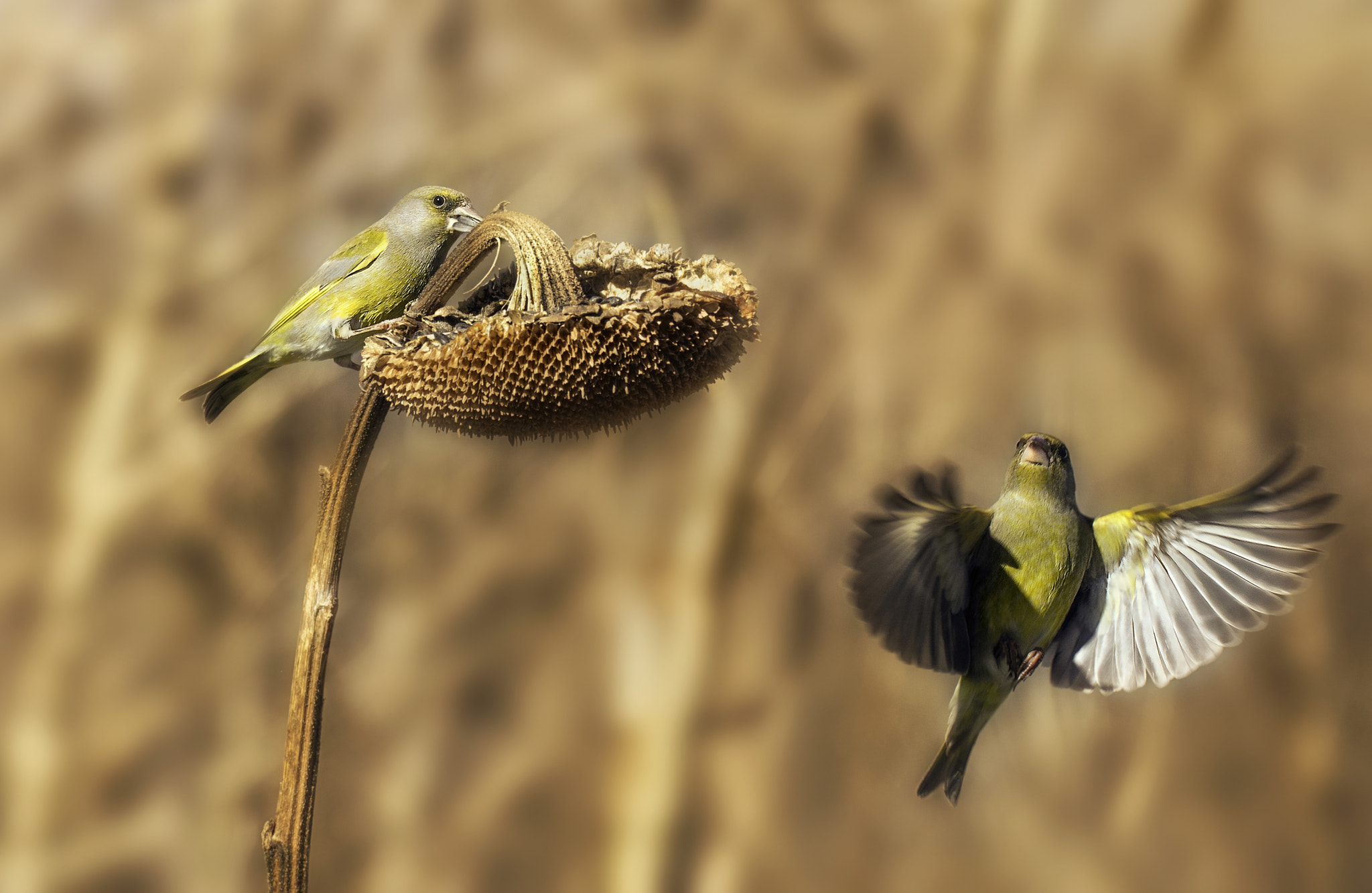 150-600mm F5-6.3 DG OS HSM | Contemporary 015 sample photo. Greenfinches photography