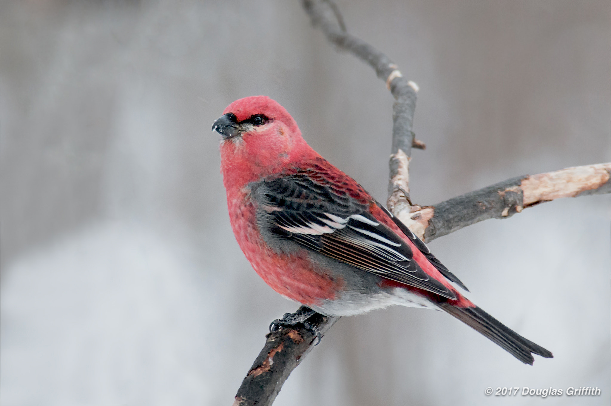 Nikon D300 sample photo. Male pine grosbeak (pinicola enucleator) photography