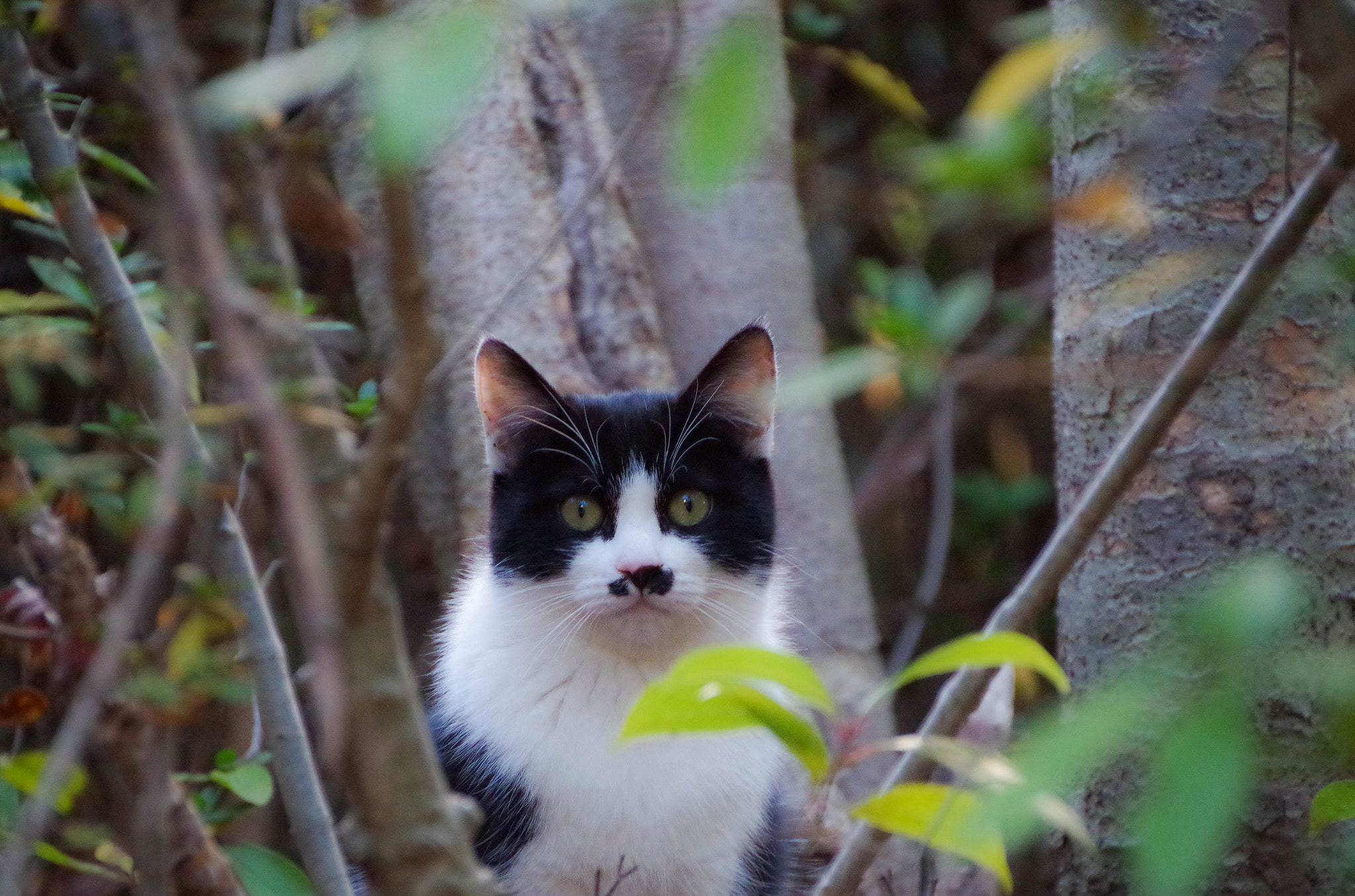 Pentax smc DA 18-270mm F3.5-6.3 ED SDM sample photo. Be quiet, photography