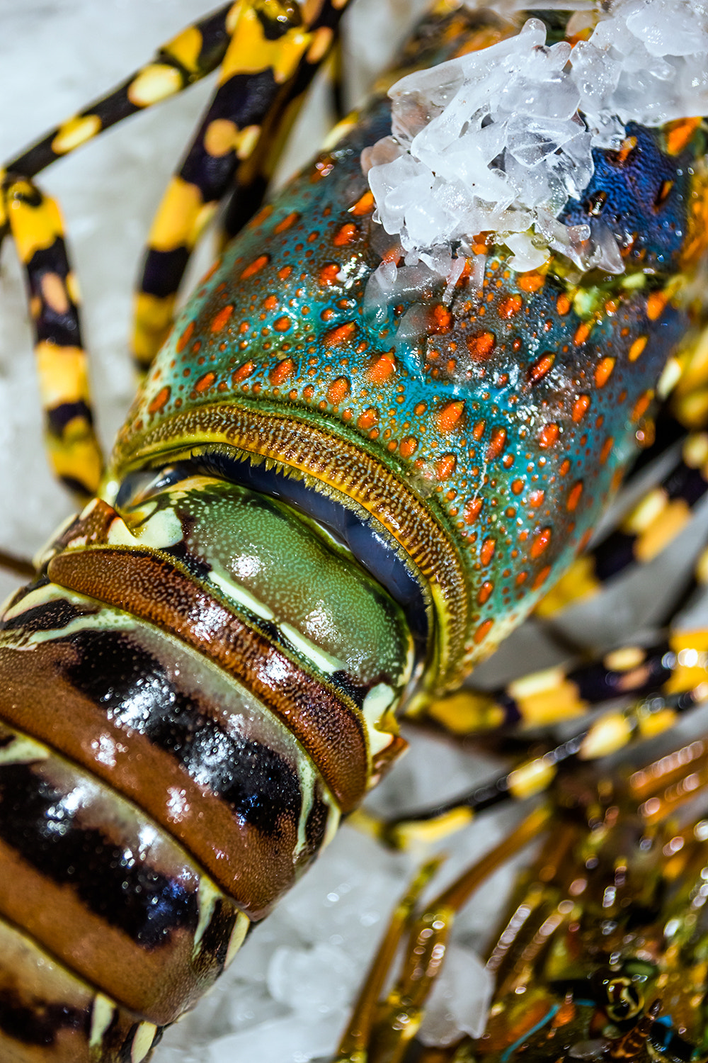 Sony Alpha a99 sample photo. Fresh raw lobster on ice photography