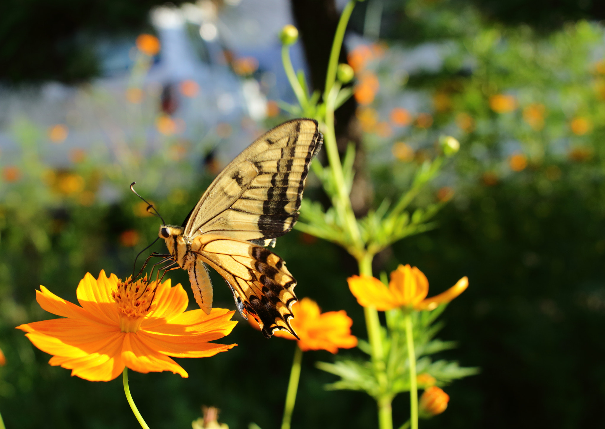 Canon EOS 100D (EOS Rebel SL1 / EOS Kiss X7) + Canon EF-S 24mm F2.8 STM sample photo. Swallowtail butterfly photography