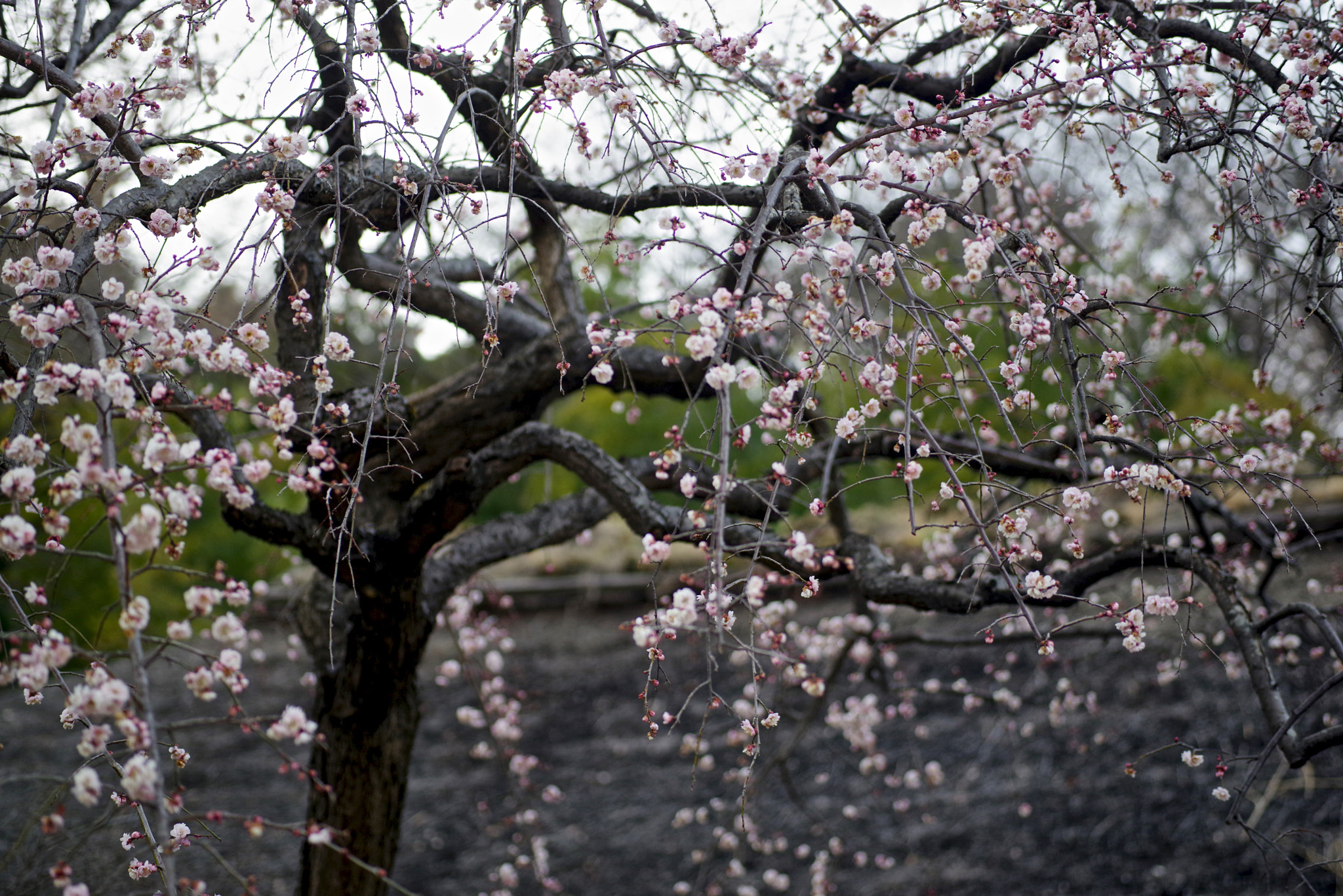 Pentax K-1 sample photo. Plum shower photography