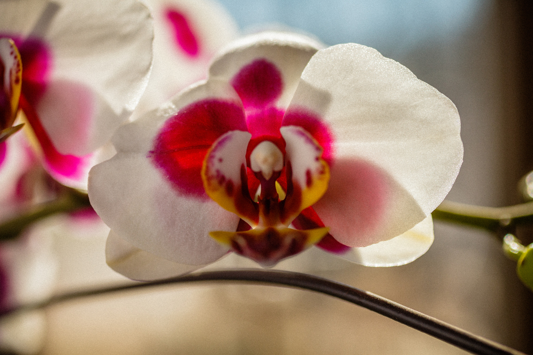 Canon EOS 5D Mark II sample photo. Orchid 2 photography