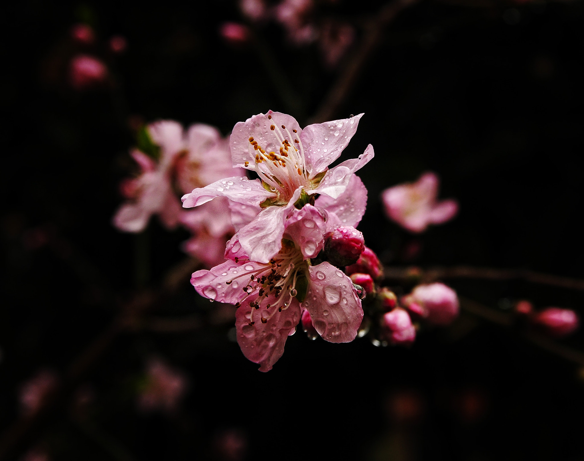 Nikon D300 sample photo. Peach photography