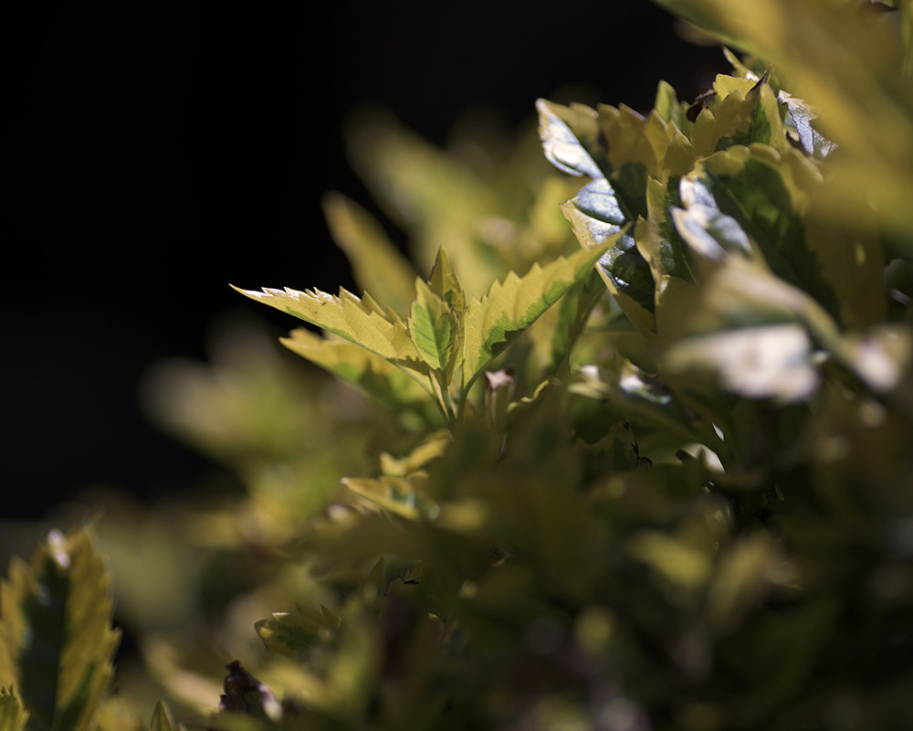 Nikon D810 sample photo. Leaves photography