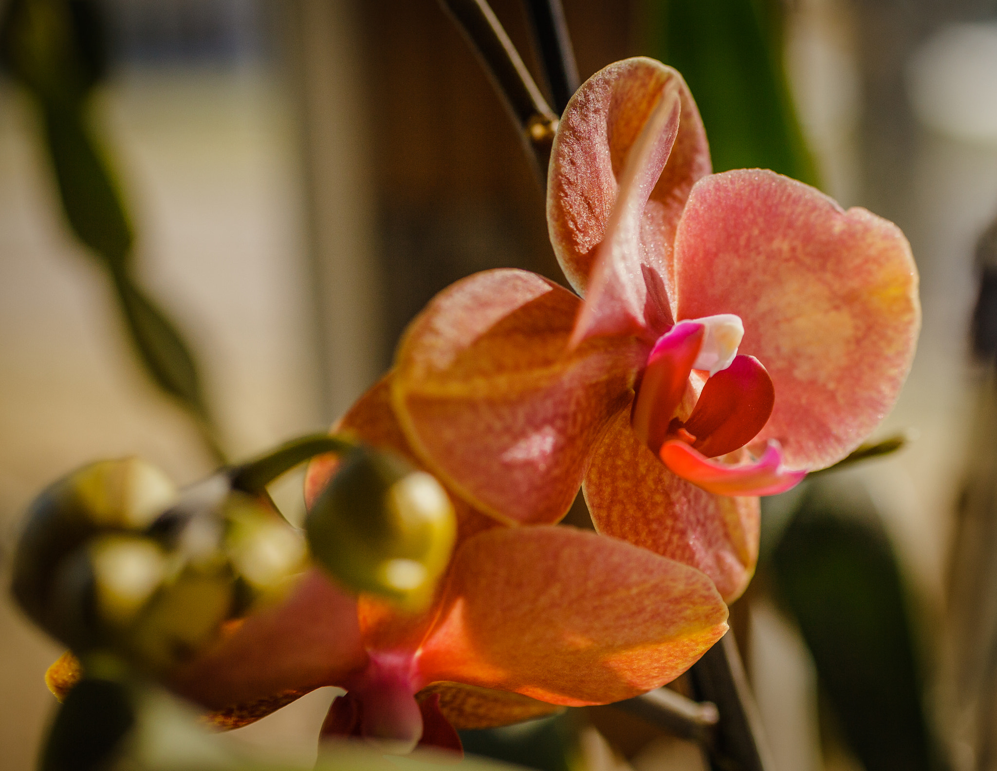Canon EF 50mm F2.5 Macro sample photo. Orchid 3  photography