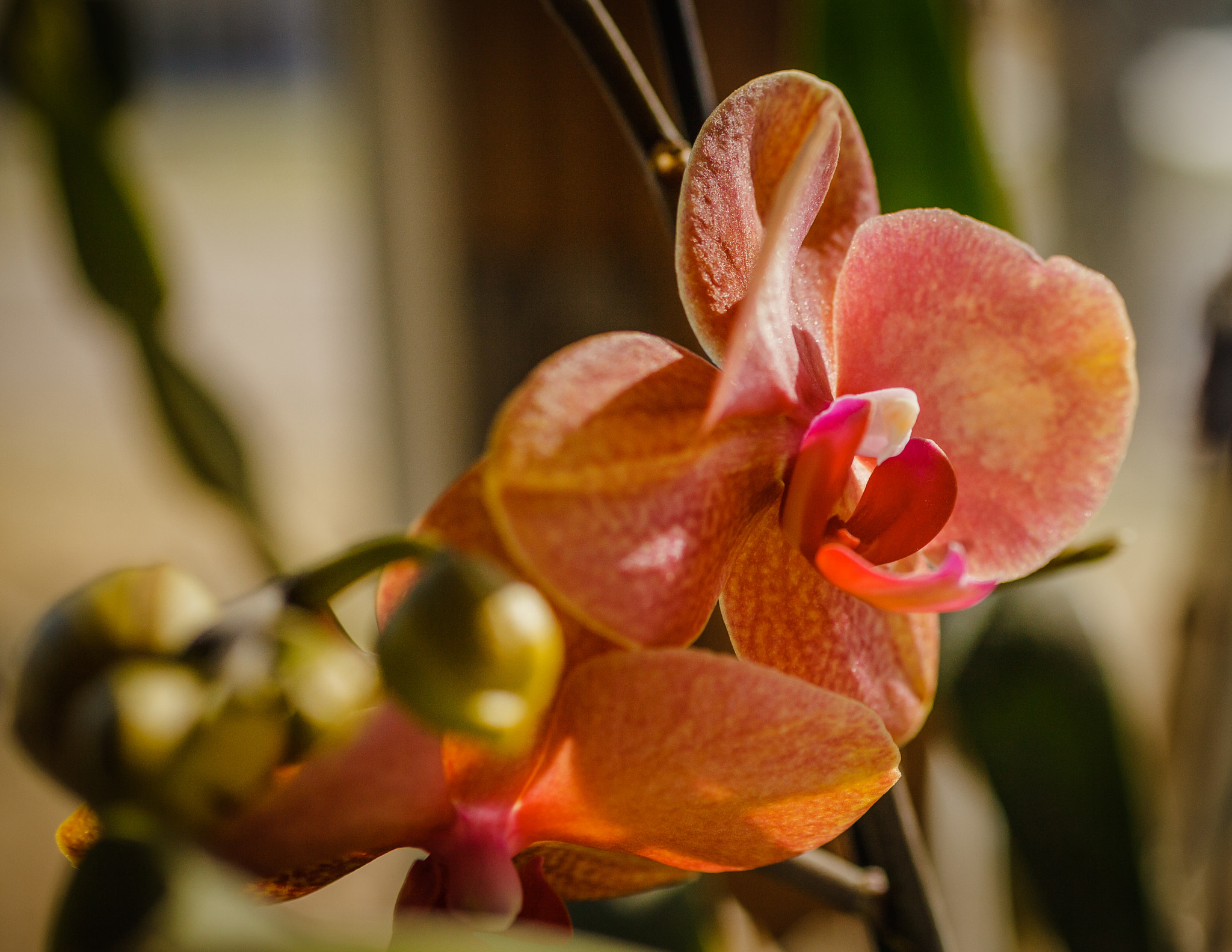 Canon EOS 5D Mark II + Canon EF 50mm F2.5 Macro sample photo. Orchid 3  photography