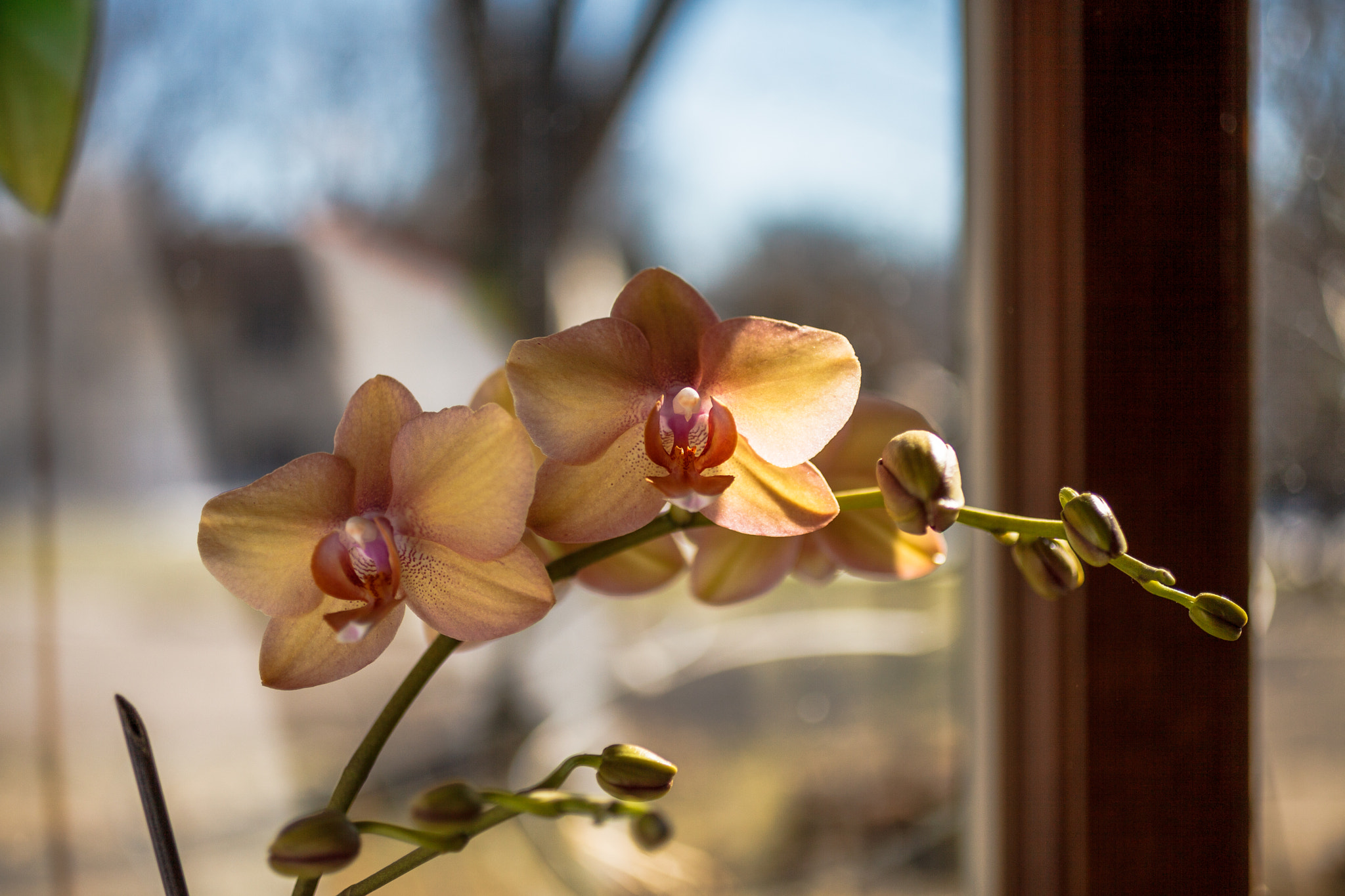 Canon EOS 5D Mark II sample photo. Orchid 4 photography