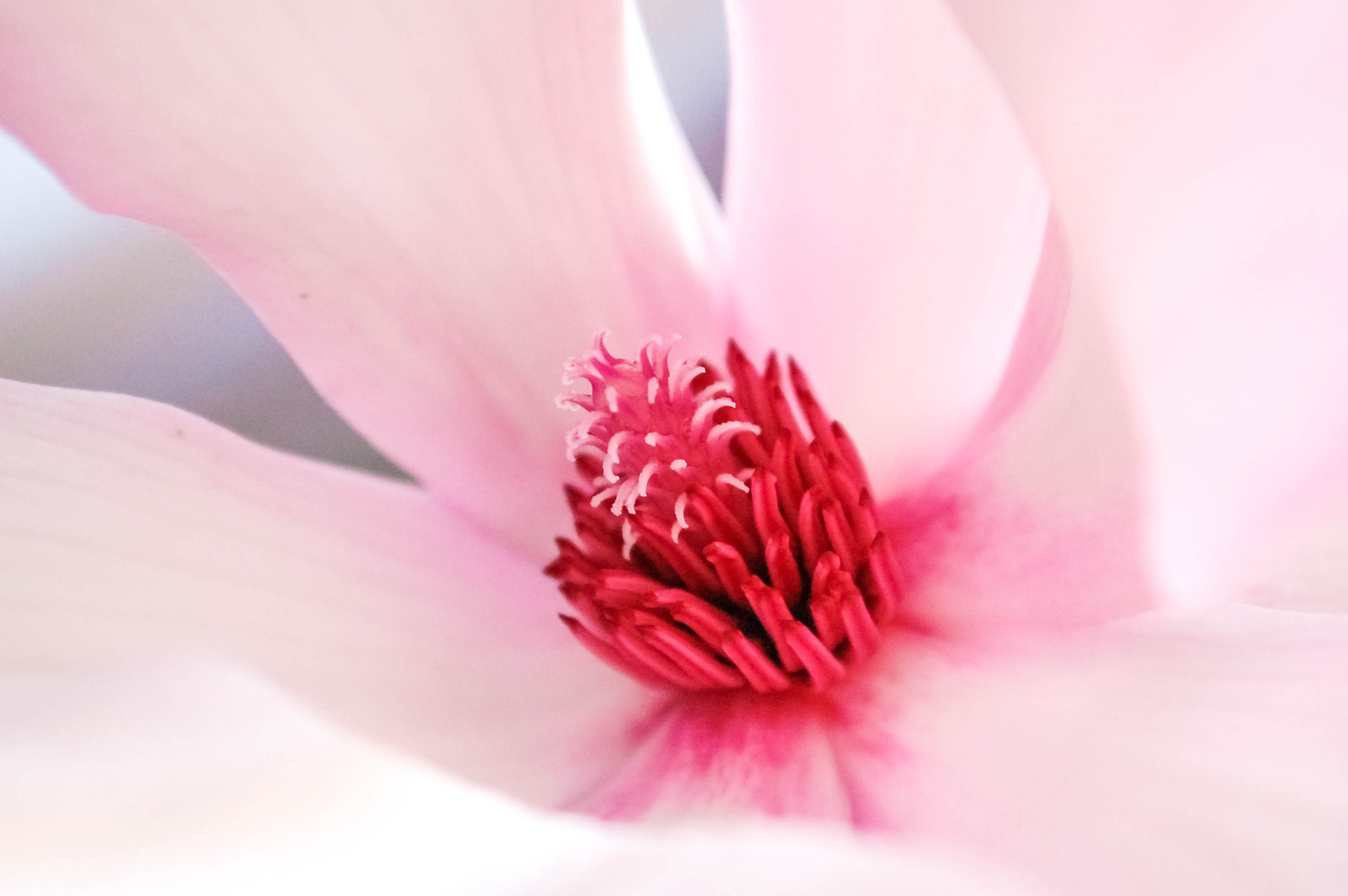 Nikon D40 sample photo. Beautiful magnolia in bloom photography