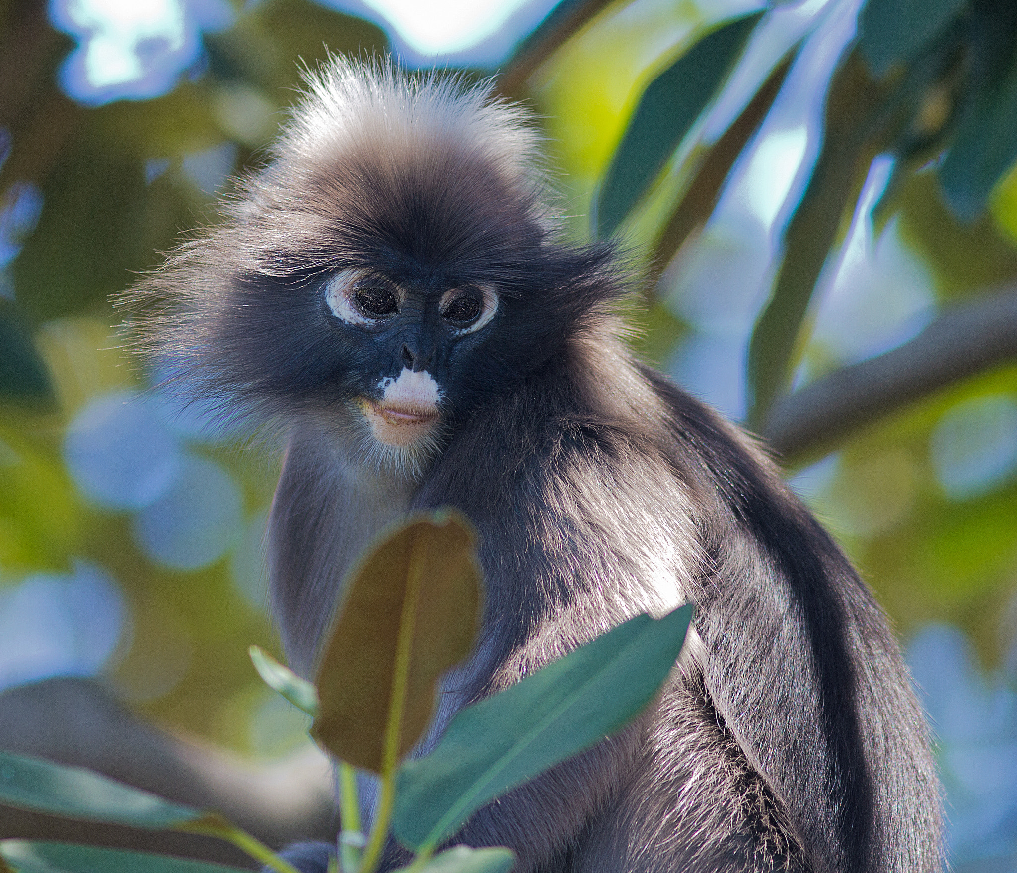 Canon EOS 550D (EOS Rebel T2i / EOS Kiss X4) + Canon EF 300mm F4L IS USM sample photo. Dusky leaf monkey photography