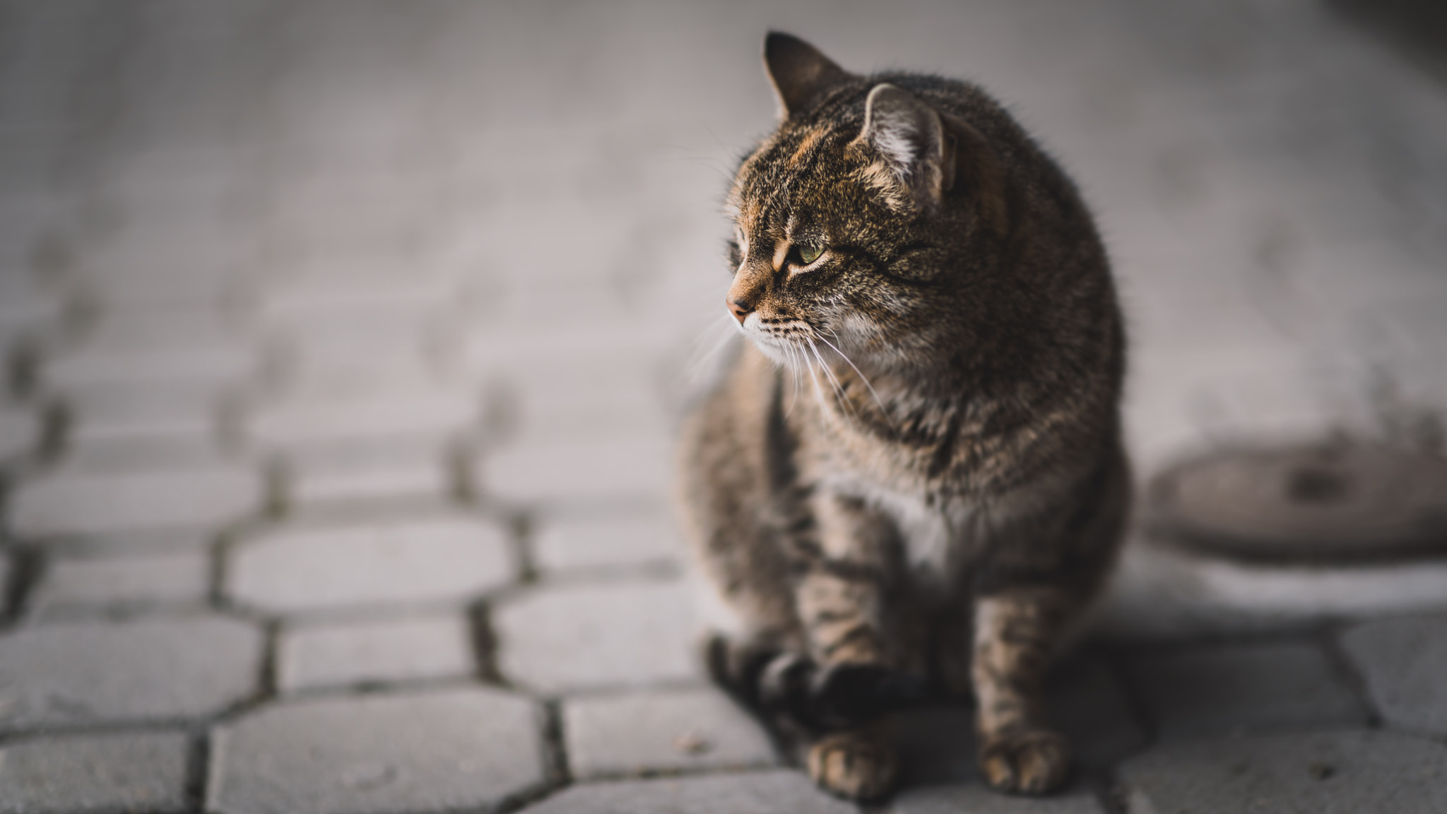 Nikon D750 + Sigma 85mm F1.4 EX DG HSM sample photo. Cat photography