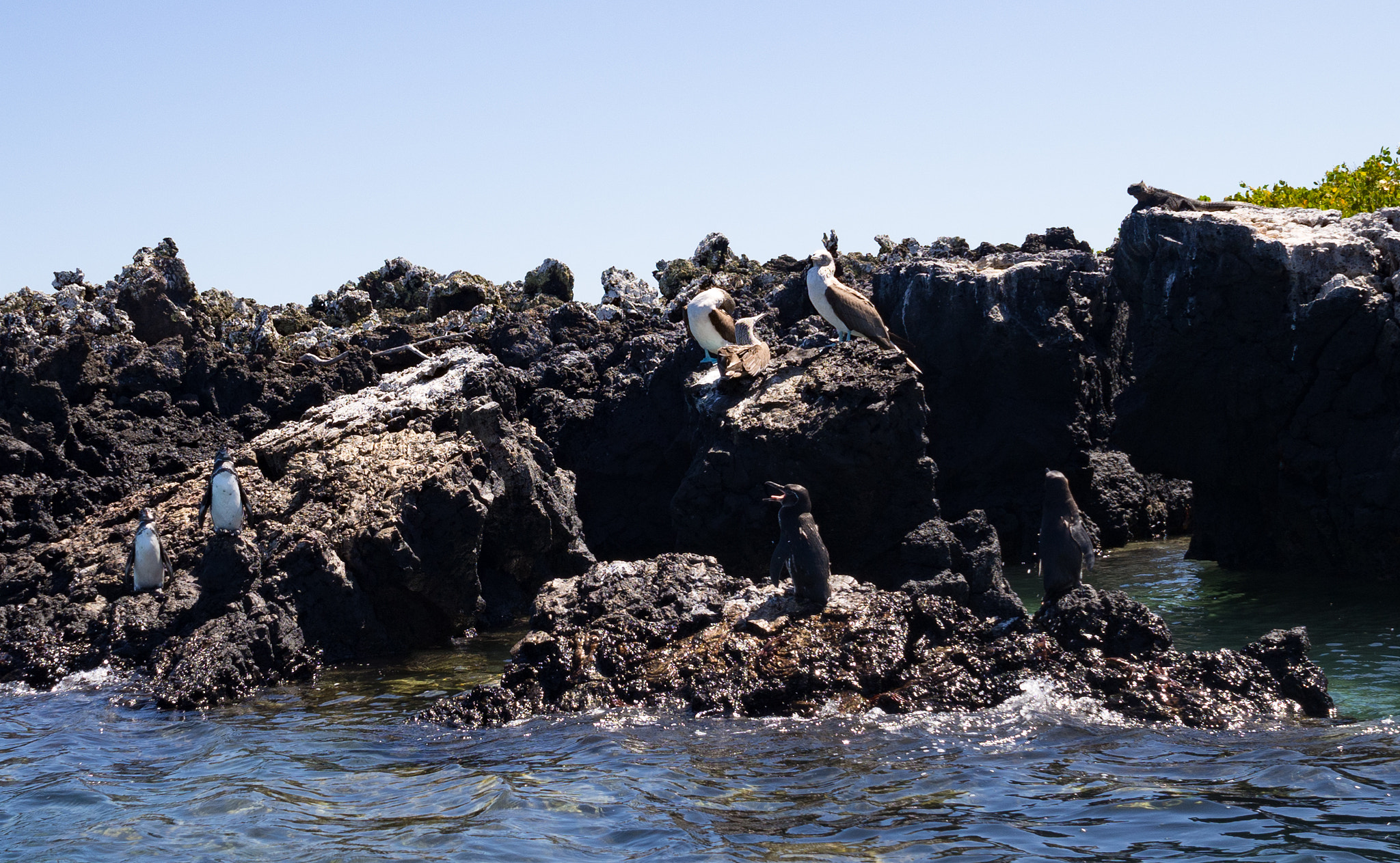 Olympus OM-D E-M10 II sample photo. Penguins, boobies & iguana (galapagos) photography