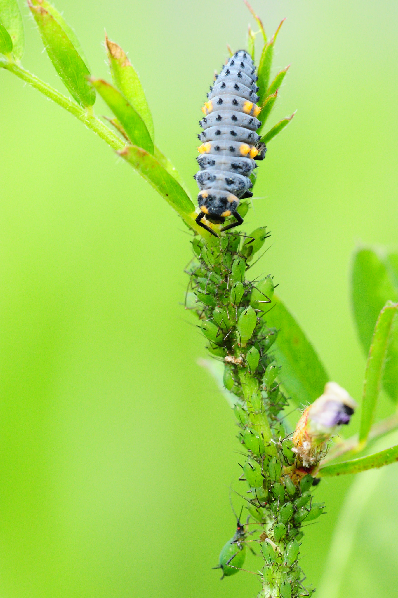 Nikon D3S sample photo. The survival of the fittest photography