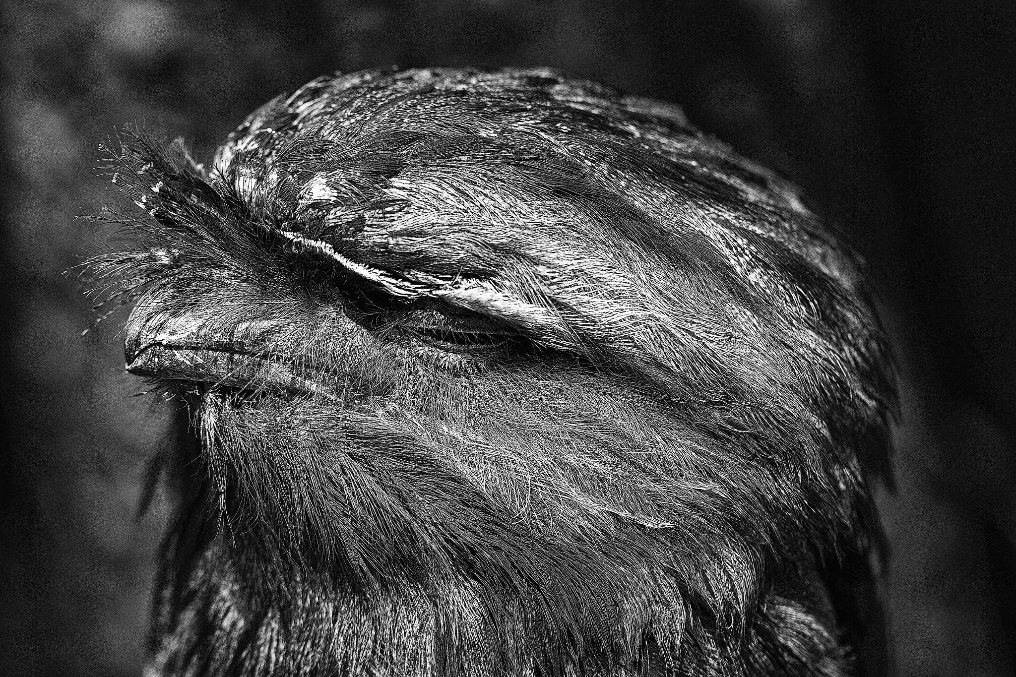 Canon EOS 550D (EOS Rebel T2i / EOS Kiss X4) + Canon EF 100mm F2.8L Macro IS USM sample photo. Tawny frogmouth photography