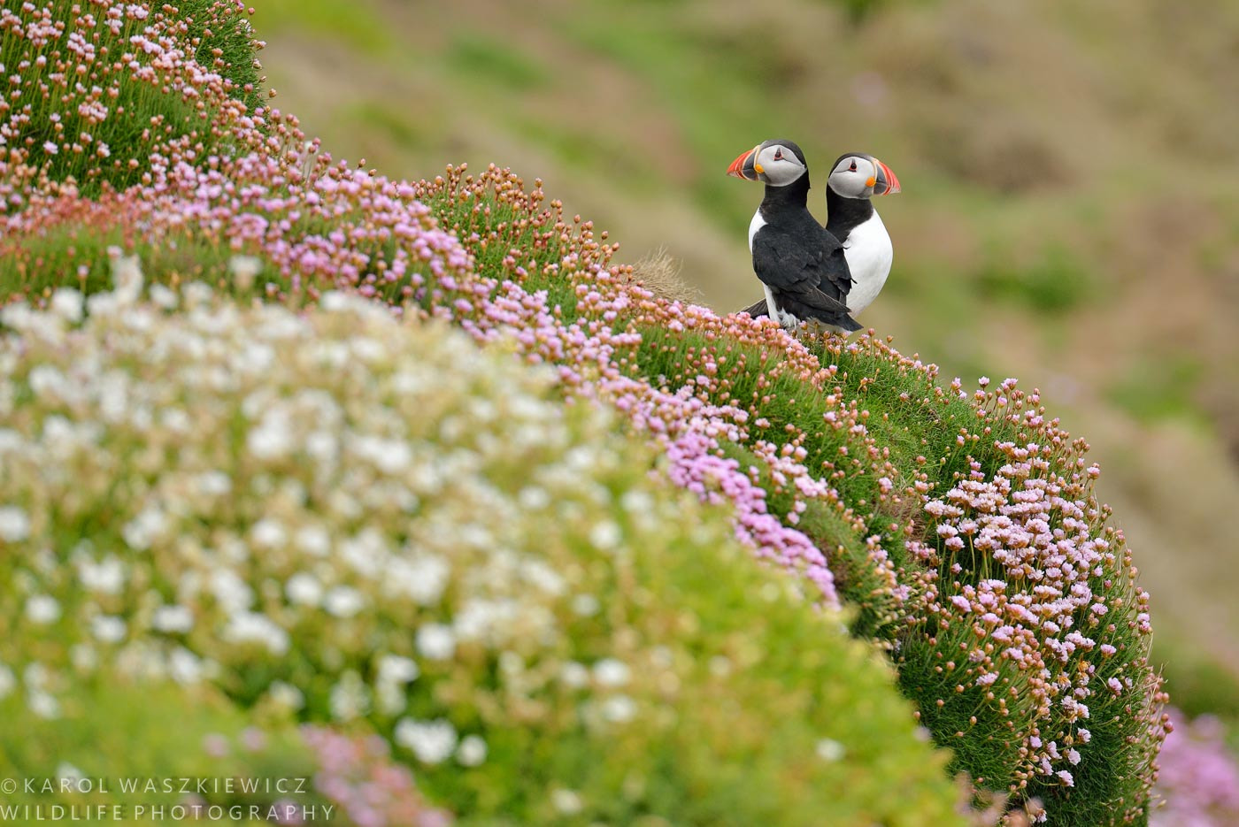 Nikon D800 + Nikon AF-S Nikkor 600mm F4G ED VR sample photo. Flowers of the island photography