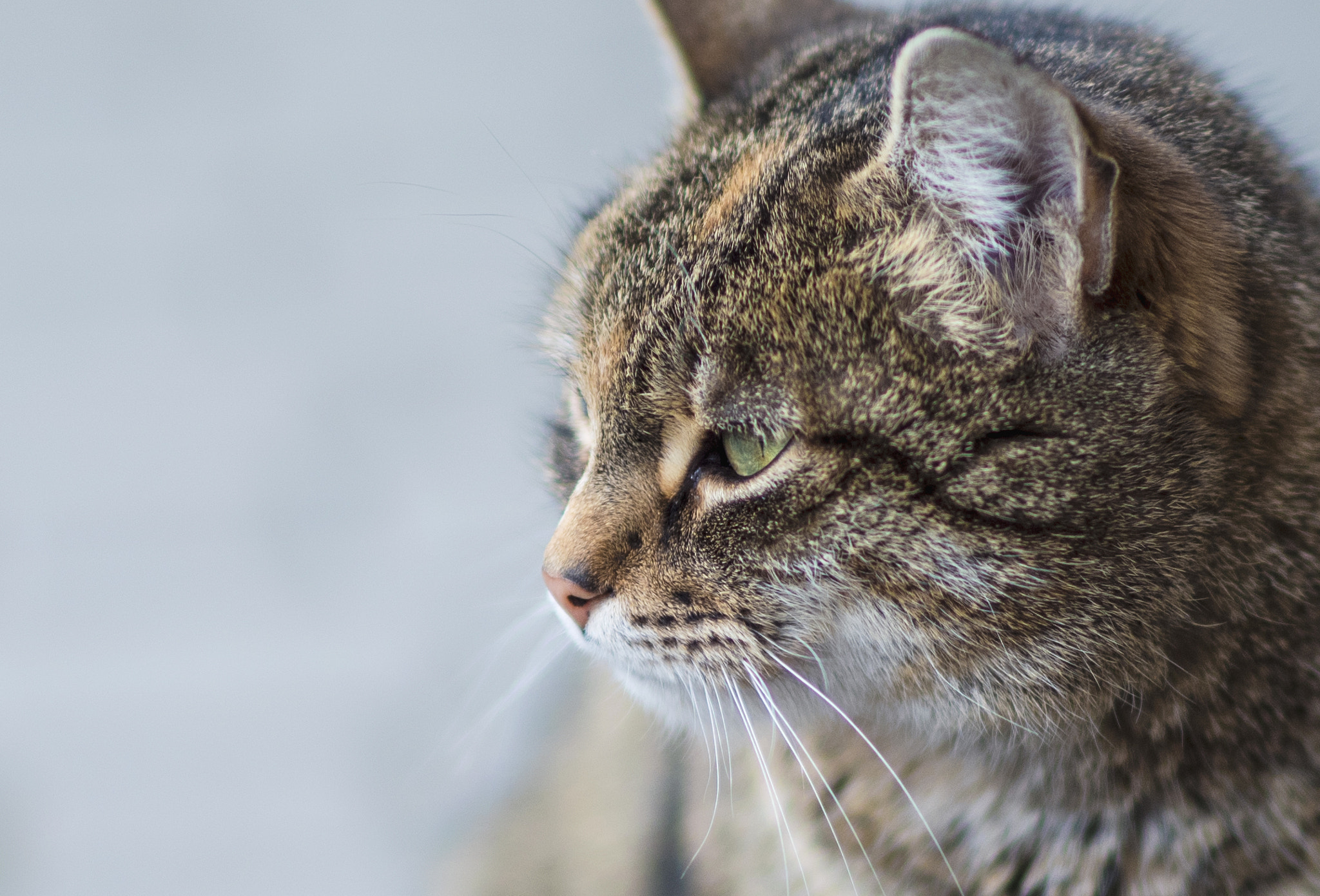 Nikon D750 + Sigma 85mm F1.4 EX DG HSM sample photo. Maca photography