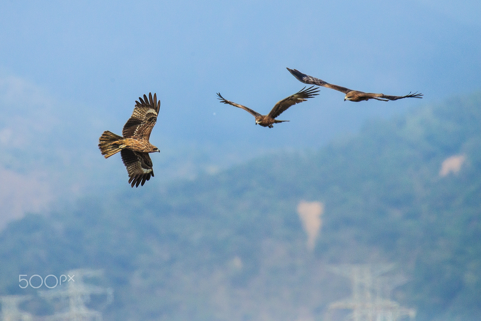 Nikon AF-S Nikkor 200-500mm F5.6E ED VR sample photo. Eagles' club photography