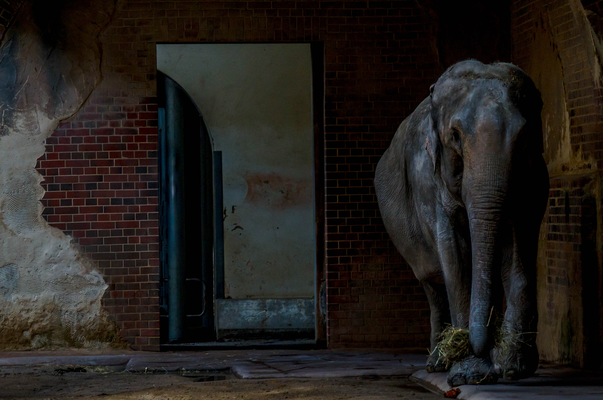 Tamron SP 70-300mm F4-5.6 Di USD sample photo. Elephant (of ) photography