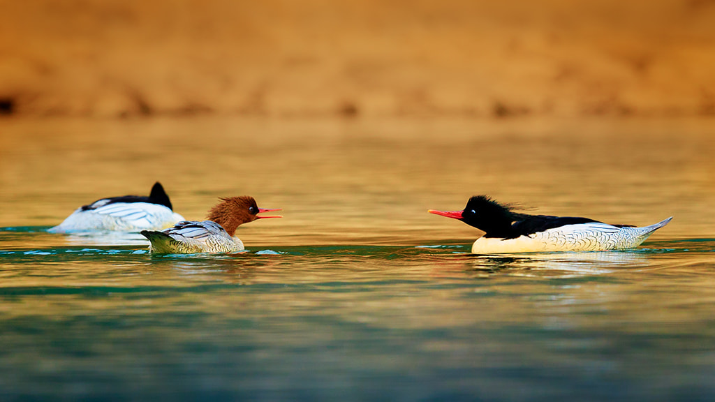 Canon EF 600mm F4L IS II USM sample photo