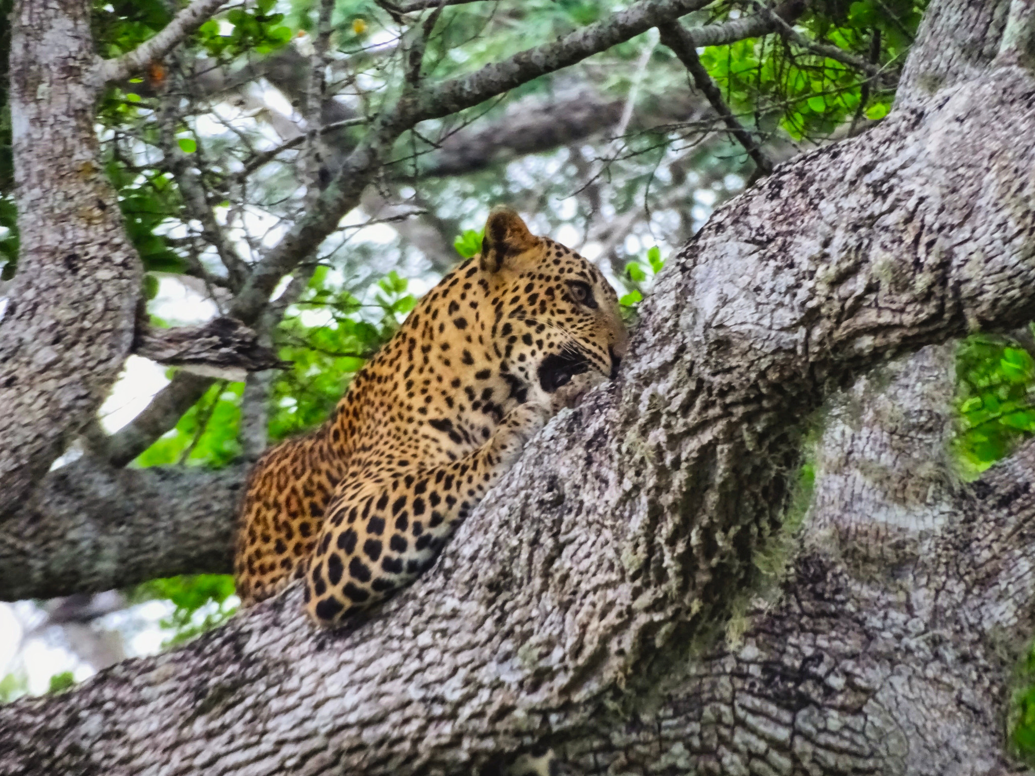 Sony 24-210mm F2.8-6.3 sample photo. Leopard photography
