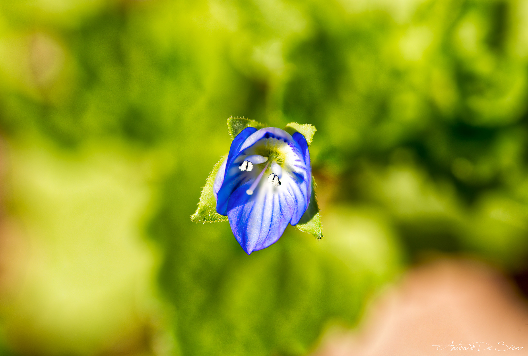 Sigma 105mm F2.8 EX DG OS HSM sample photo. Flower stacking photography