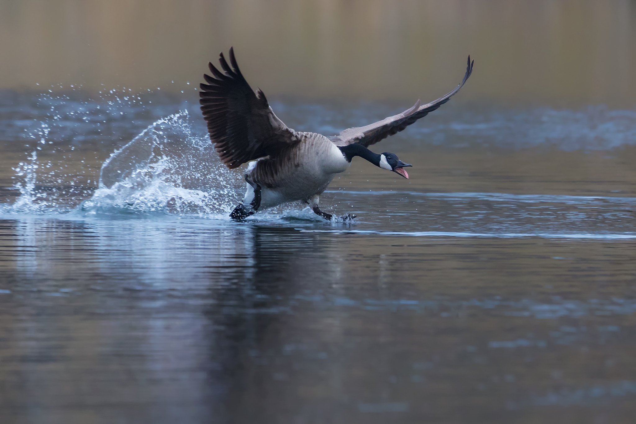 Canon EF 400mm F2.8L IS II USM sample photo. Canada geese photography