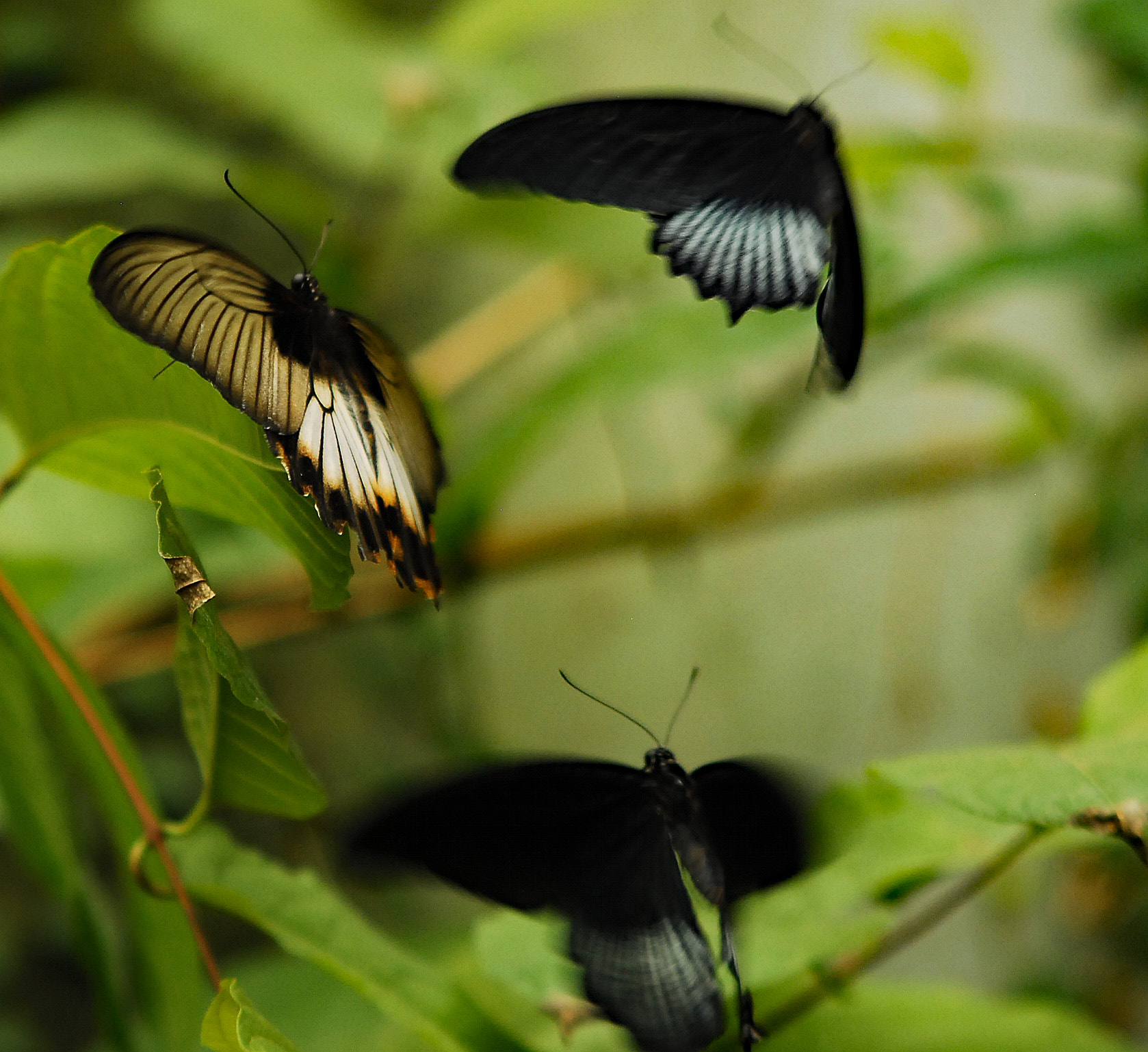 AF Zoom-Nikkor 35-135mm f/3.5-4.5 N sample photo. Naturospace photography