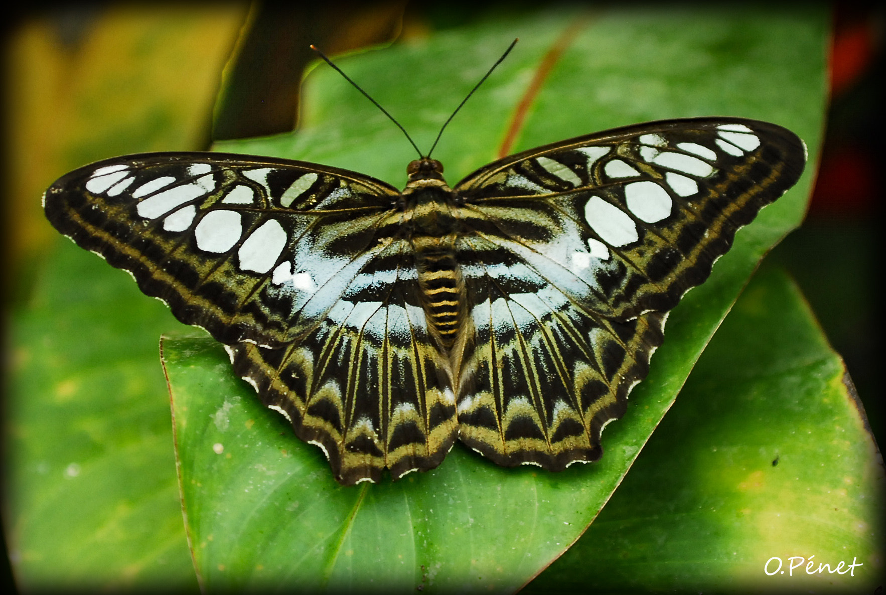 AF Zoom-Nikkor 35-135mm f/3.5-4.5 N sample photo. Naturospace photography