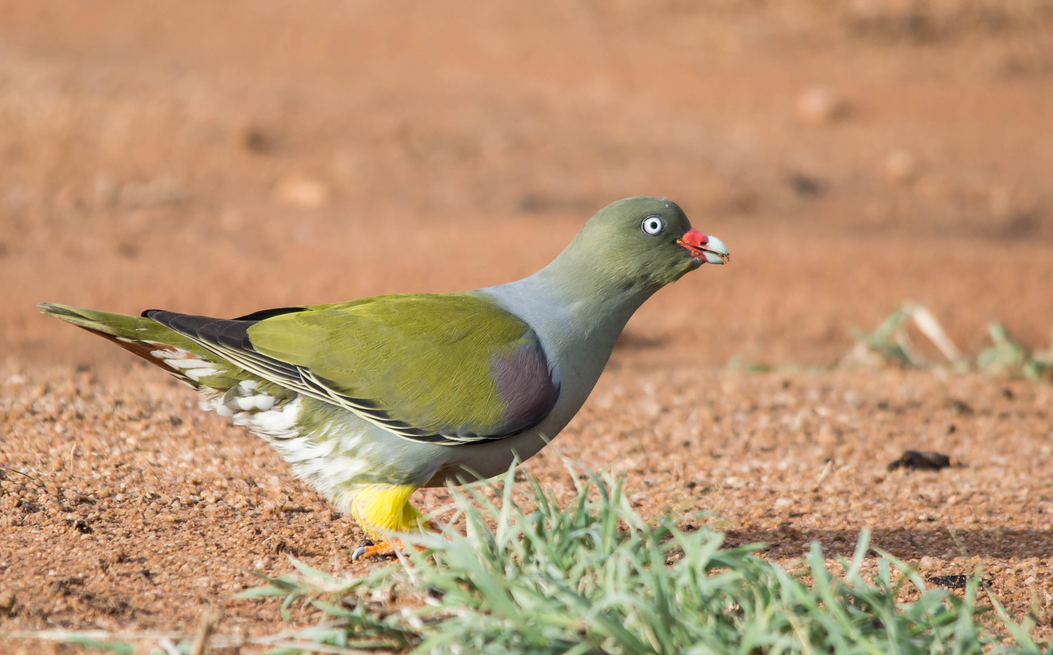 Nikon D3200 sample photo. African green pigeon photography