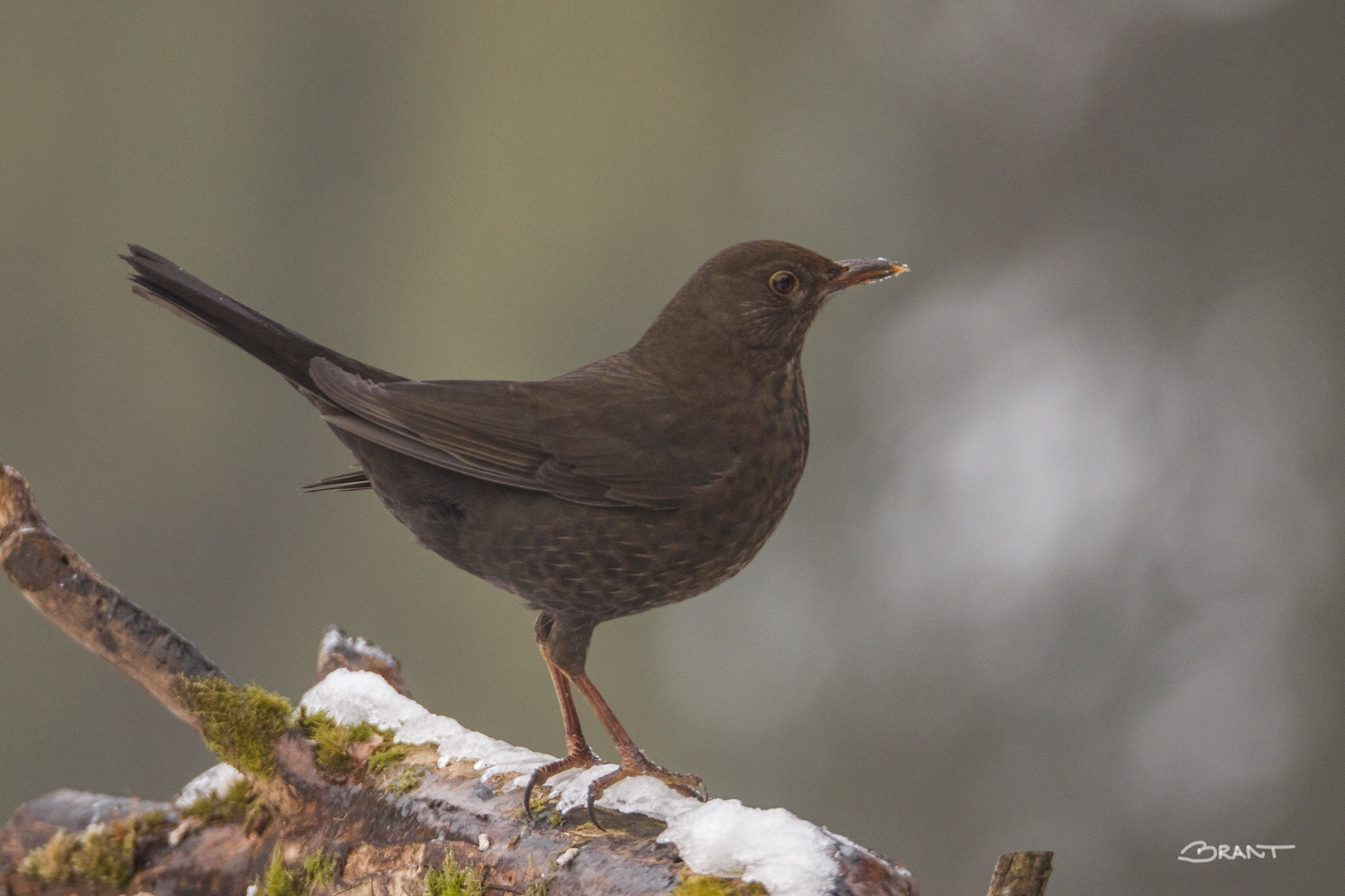 Sigma 150mm f/2.8 EX DG OS HSM APO Macro sample photo. Blackbird photography