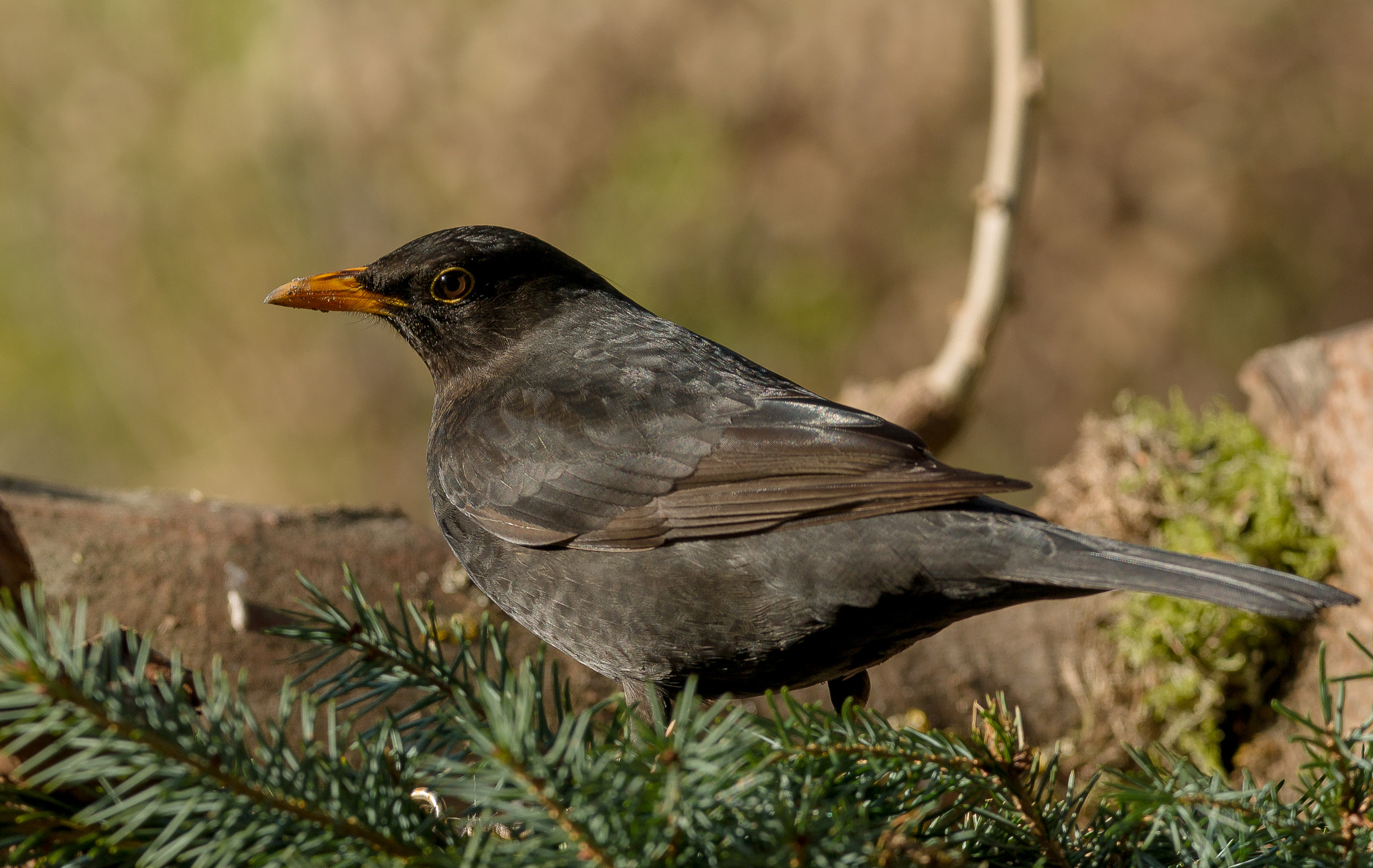 Sigma 150-600mm F5-6.3 DG OS HSM | C sample photo. With permission of the lady photography