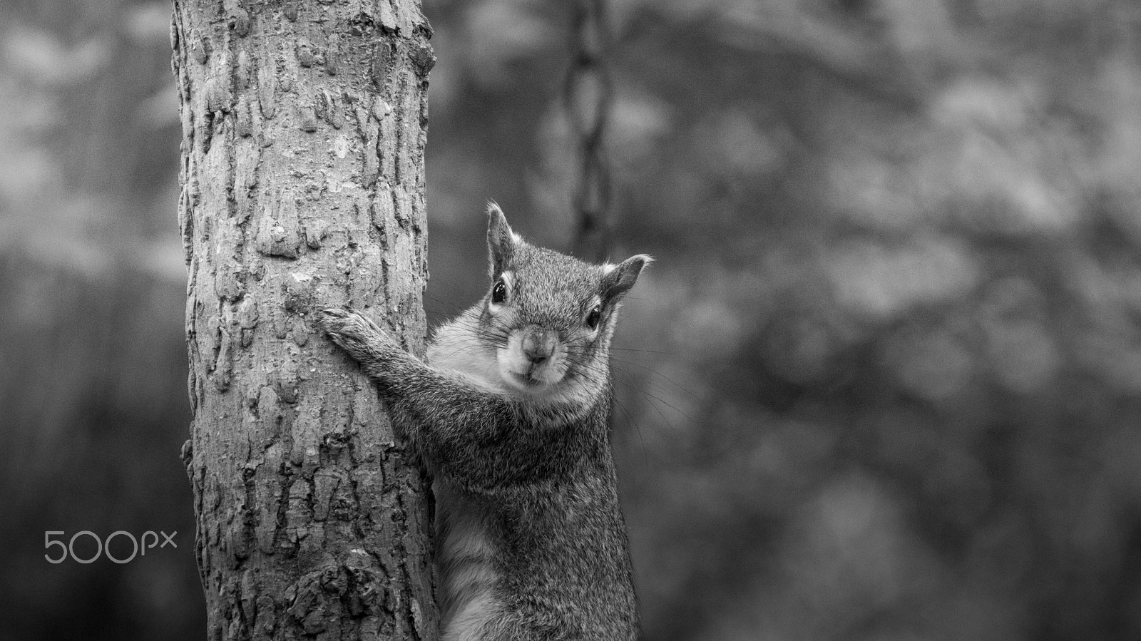 Sony 70-300mm F4.5-5.6 G SSM sample photo. Good morning photography