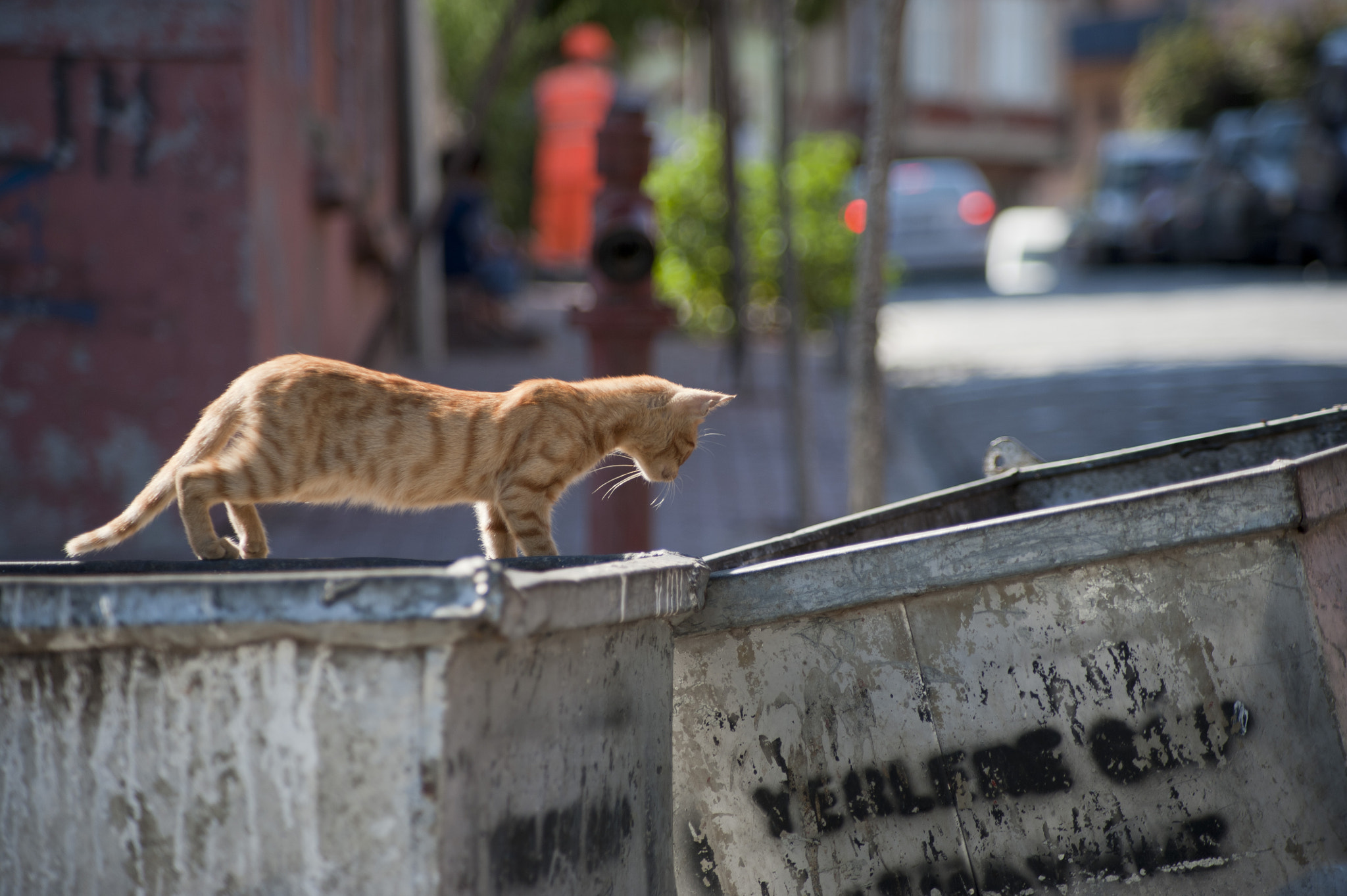 Nikon D700 sample photo. Scavenger photography